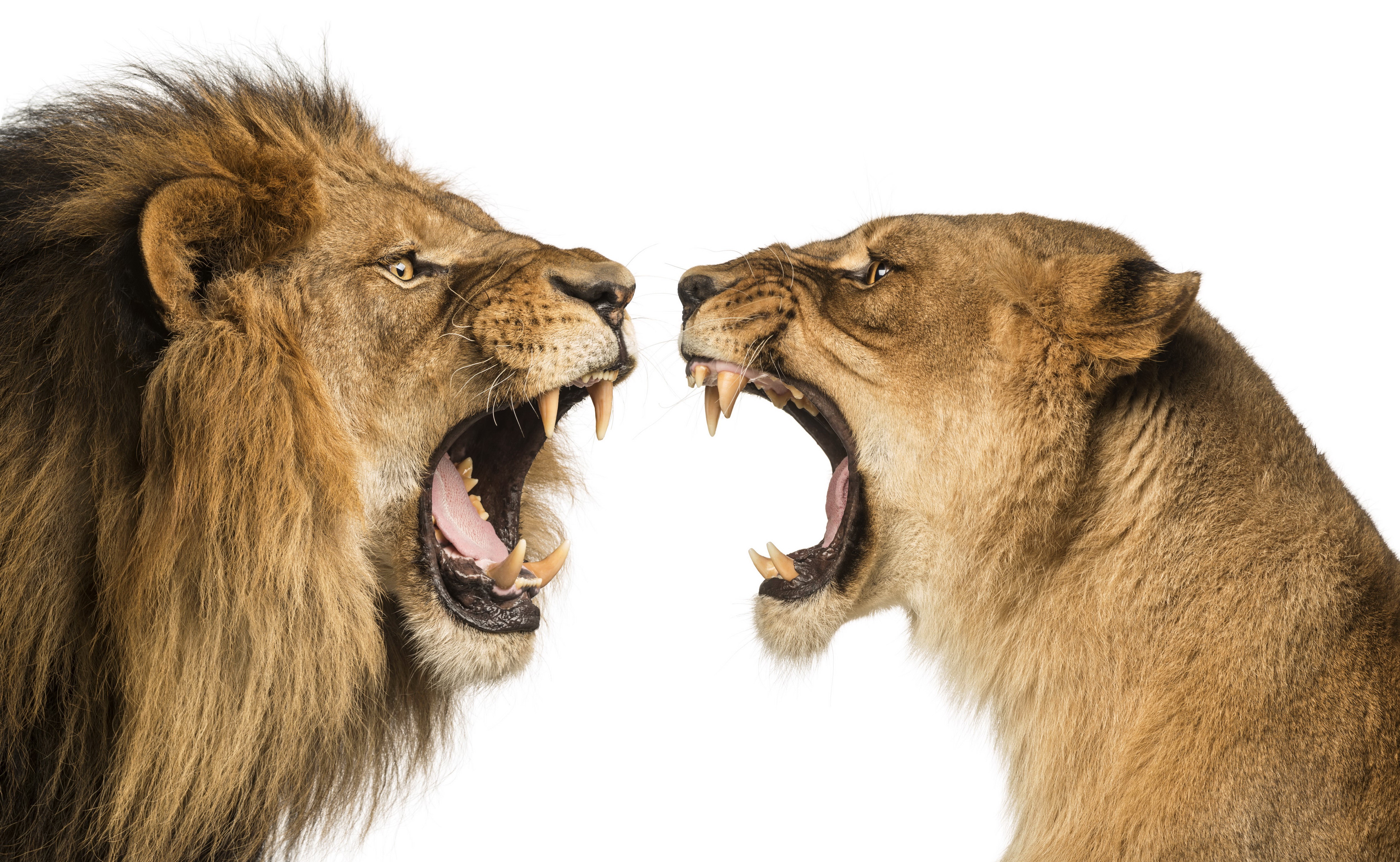 Two lions roaring at each other HD Wallpaper