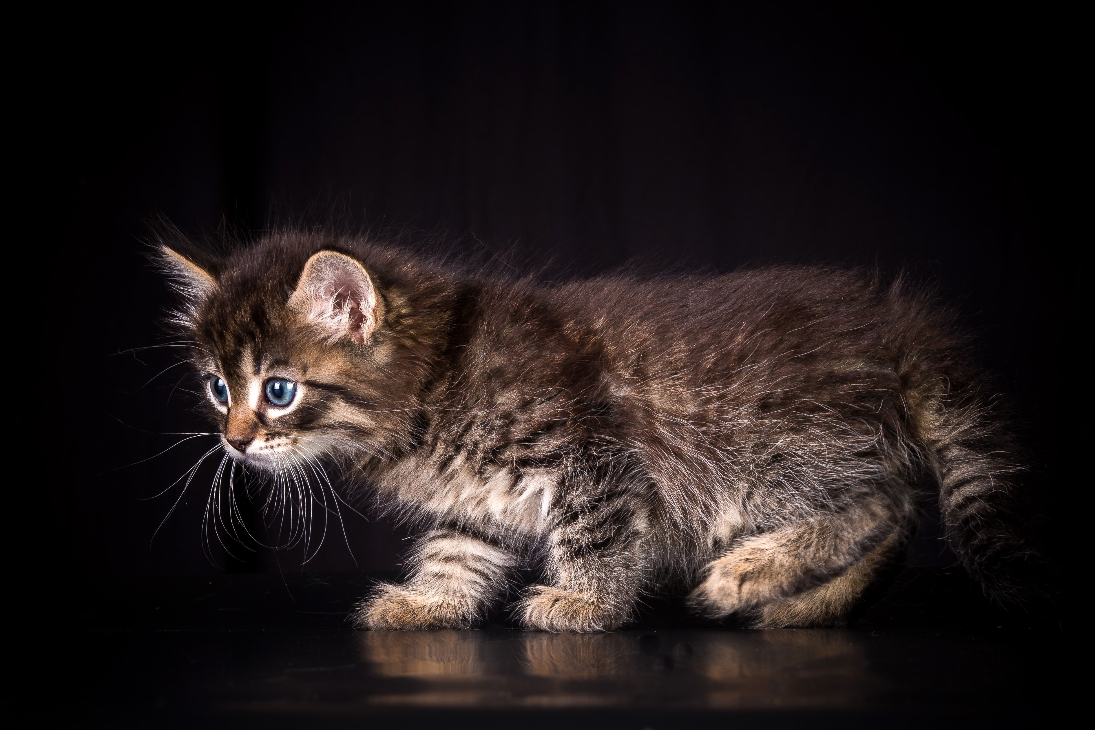 A tabby kitten with blue eyes on a black background HD Wallpaper