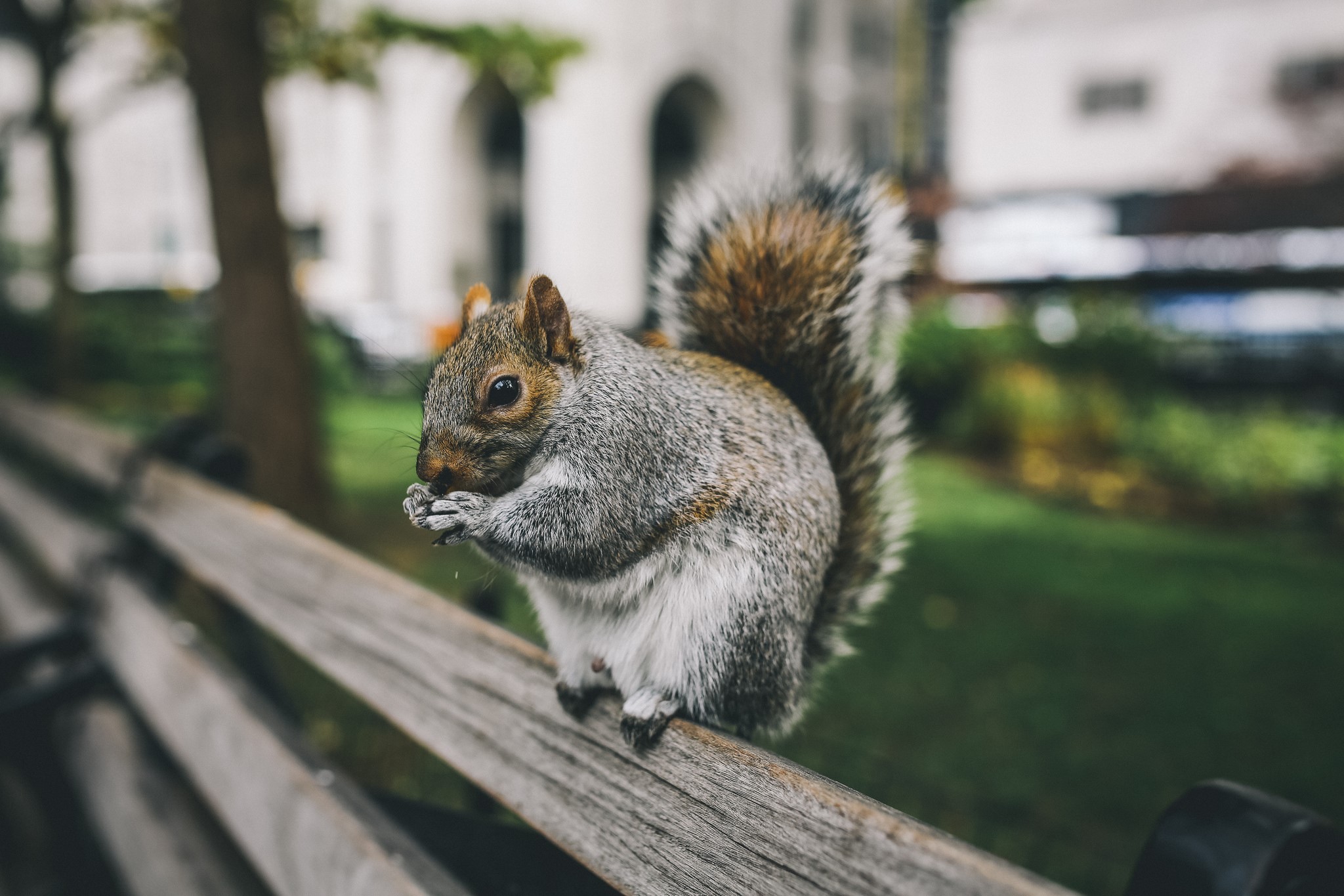 Squirrel eating on a wooden bench HD Wallpaper