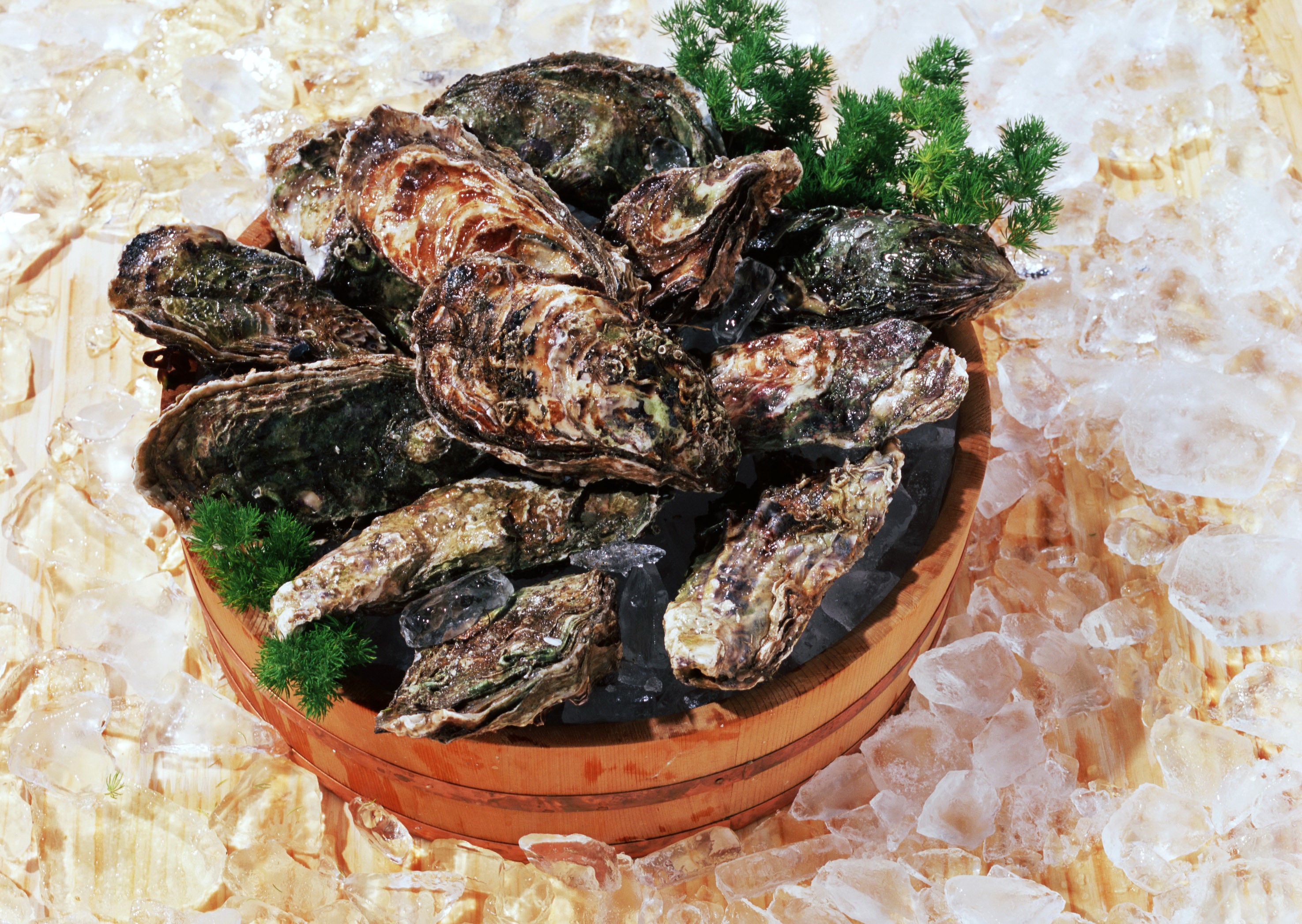Oysters in a wooden bucket on ice HD Wallpaper