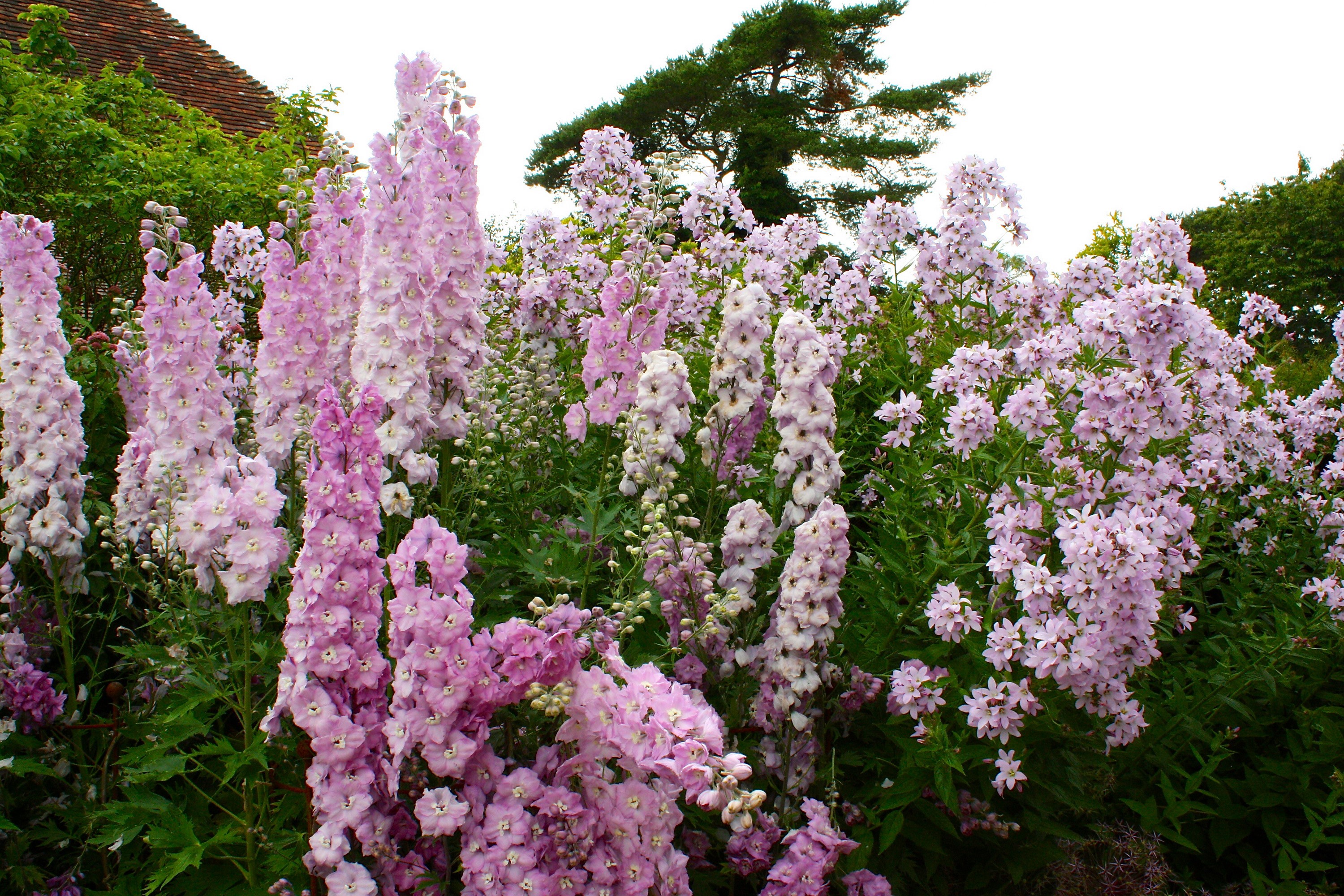 Pink Delphinium flowers in a garden HD Wallpaper
