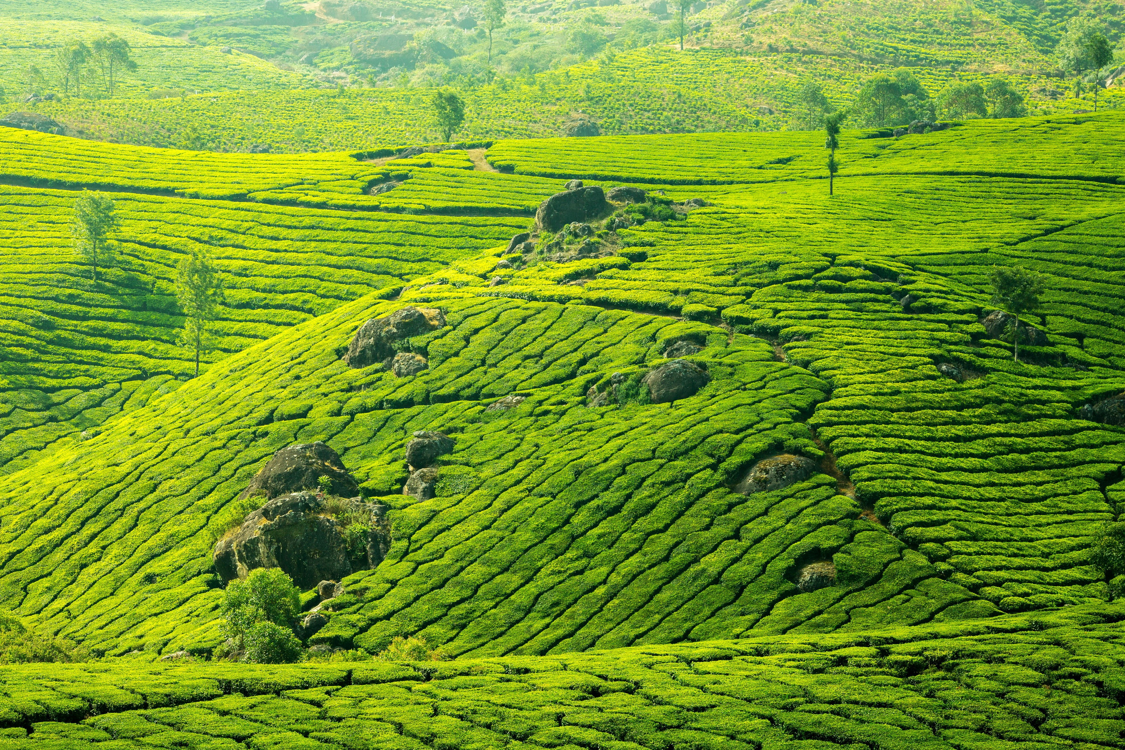 4K Tea Fields Scenery HD Wallpaper