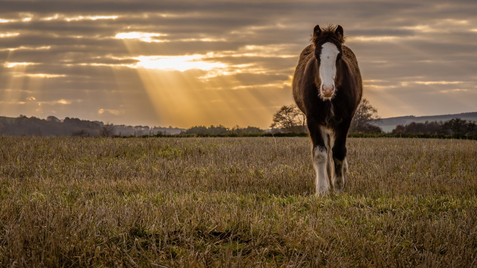 Horse in a field with sunbeams through clouds HD Wallpaper