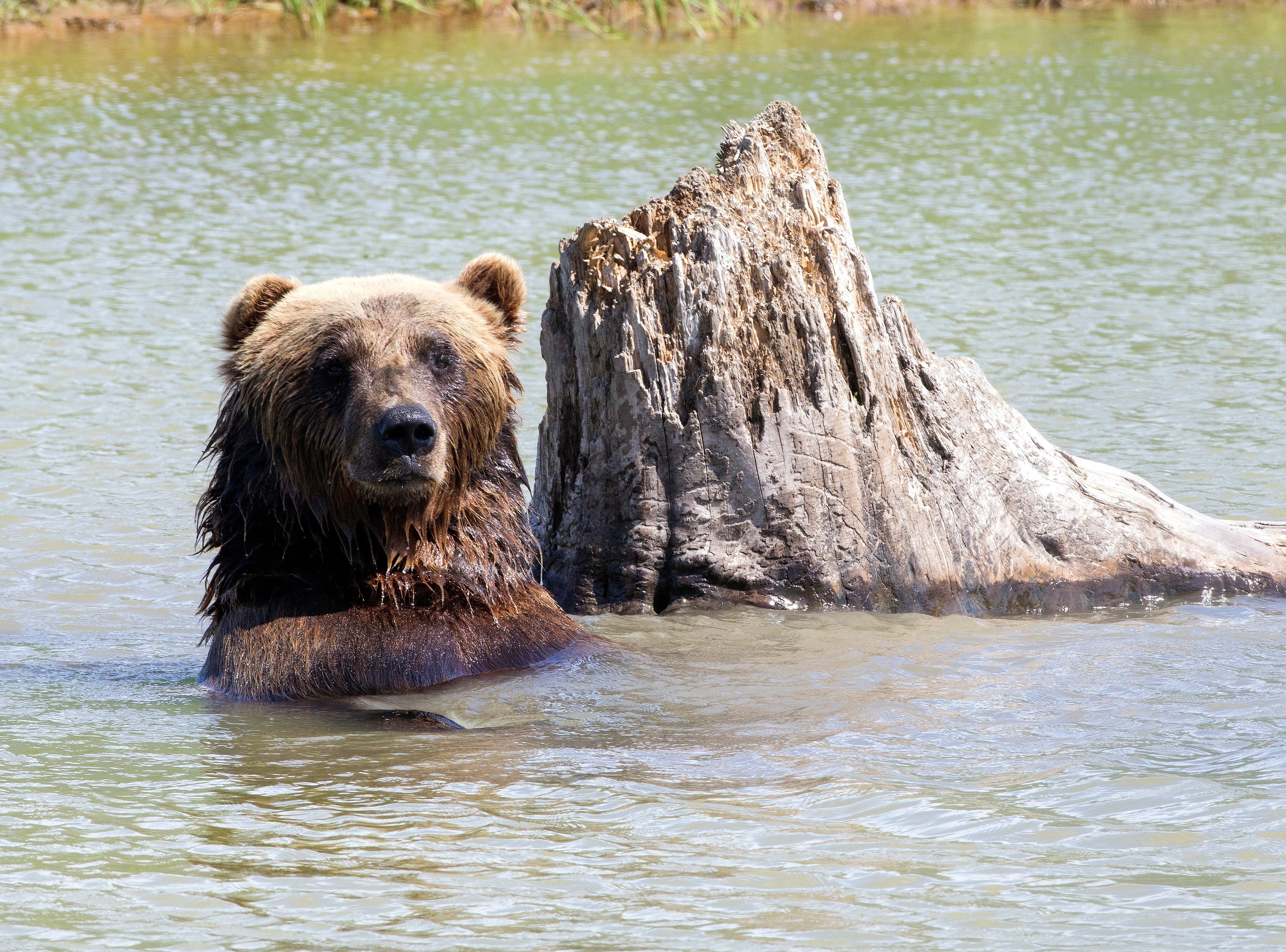 Brown Bear in Water Near Log HD Wallpaper