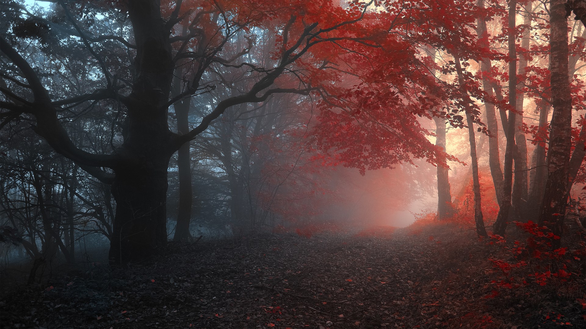 Misty forest path with red autumn leaves HD Wallpaper