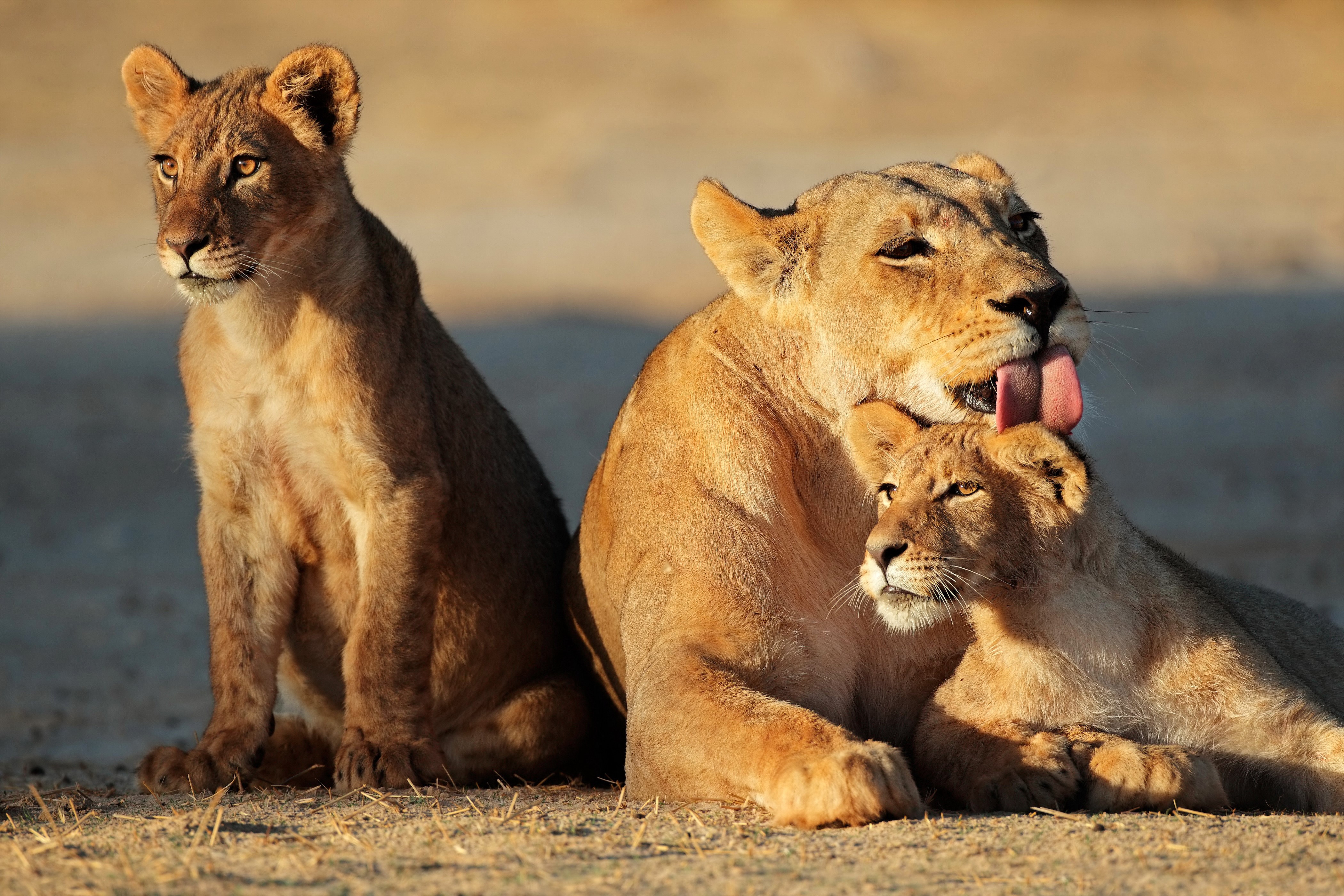 Lioness grooming two cubs HD Wallpaper