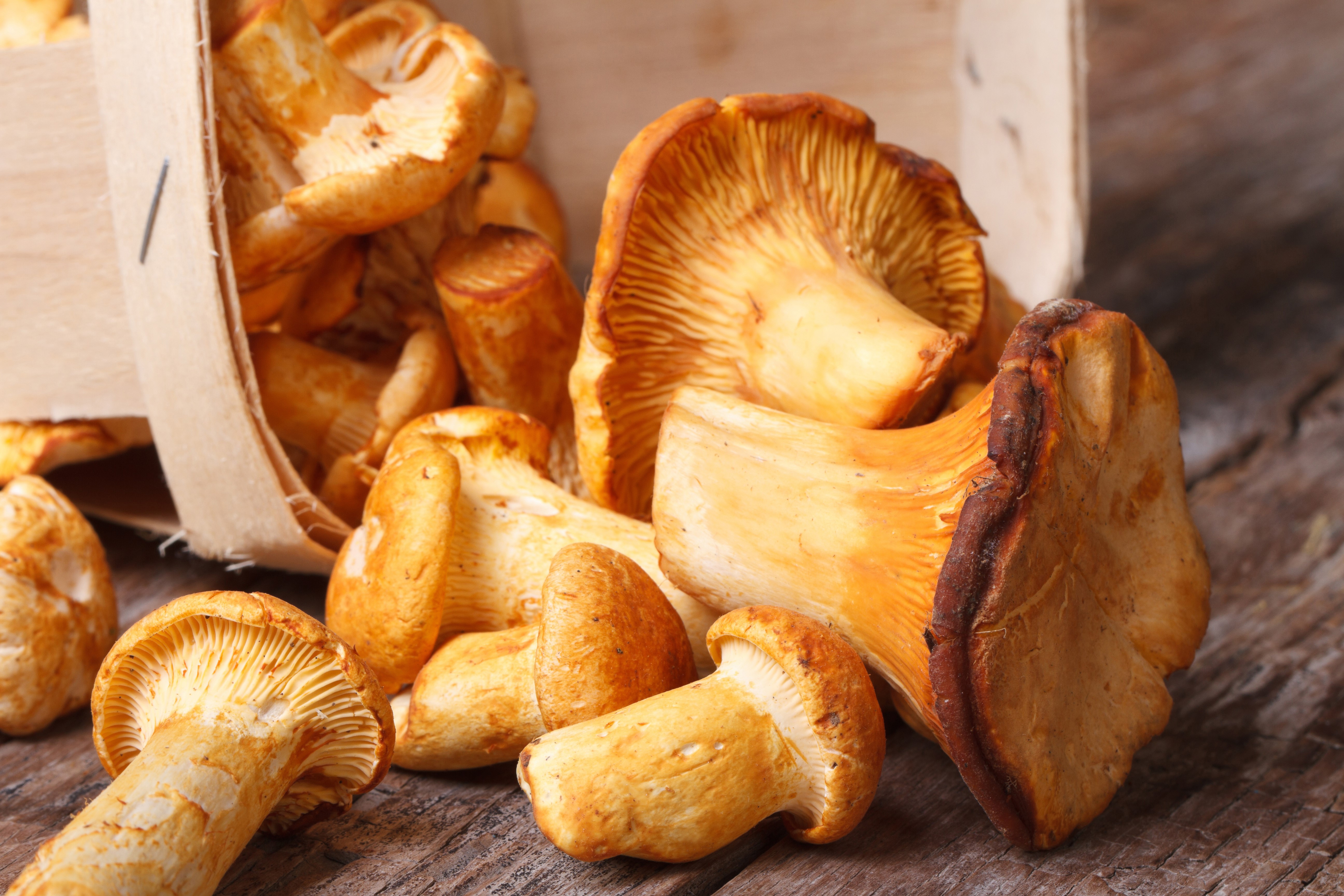 Chanterelle Mushrooms in a Wooden Crate HD Wallpaper