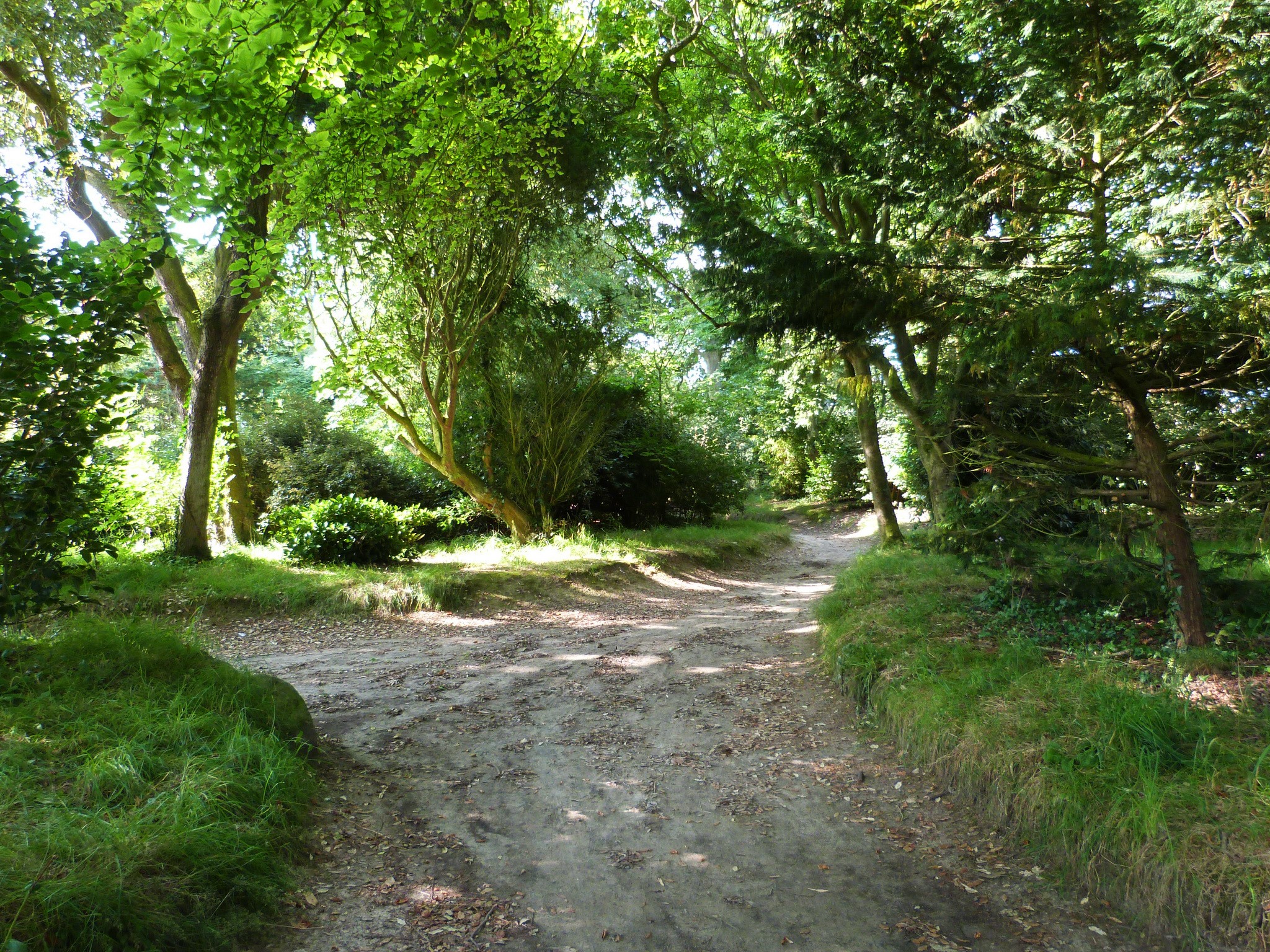 A dirt path winds through a sun-dappled forest with green trees. HD Wallpaper