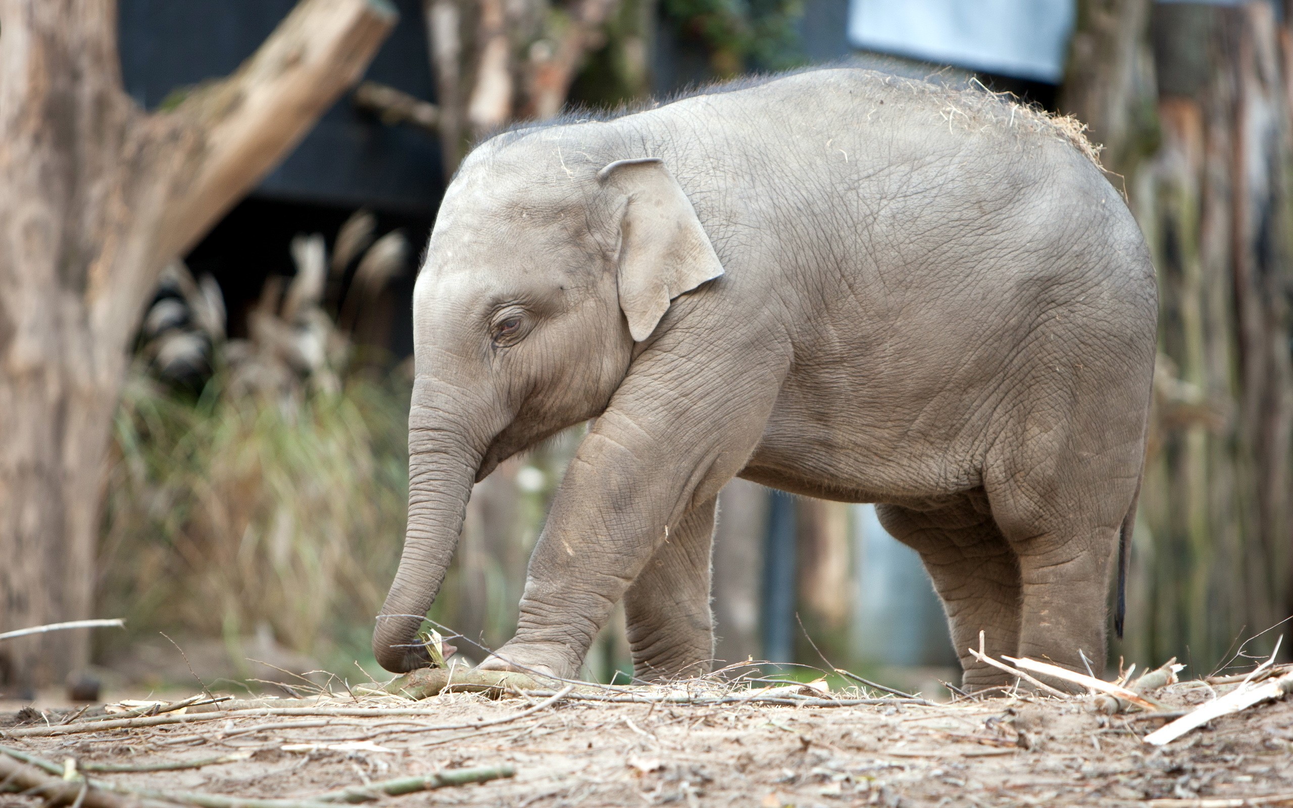 Baby elephant walking on the ground HD Wallpaper