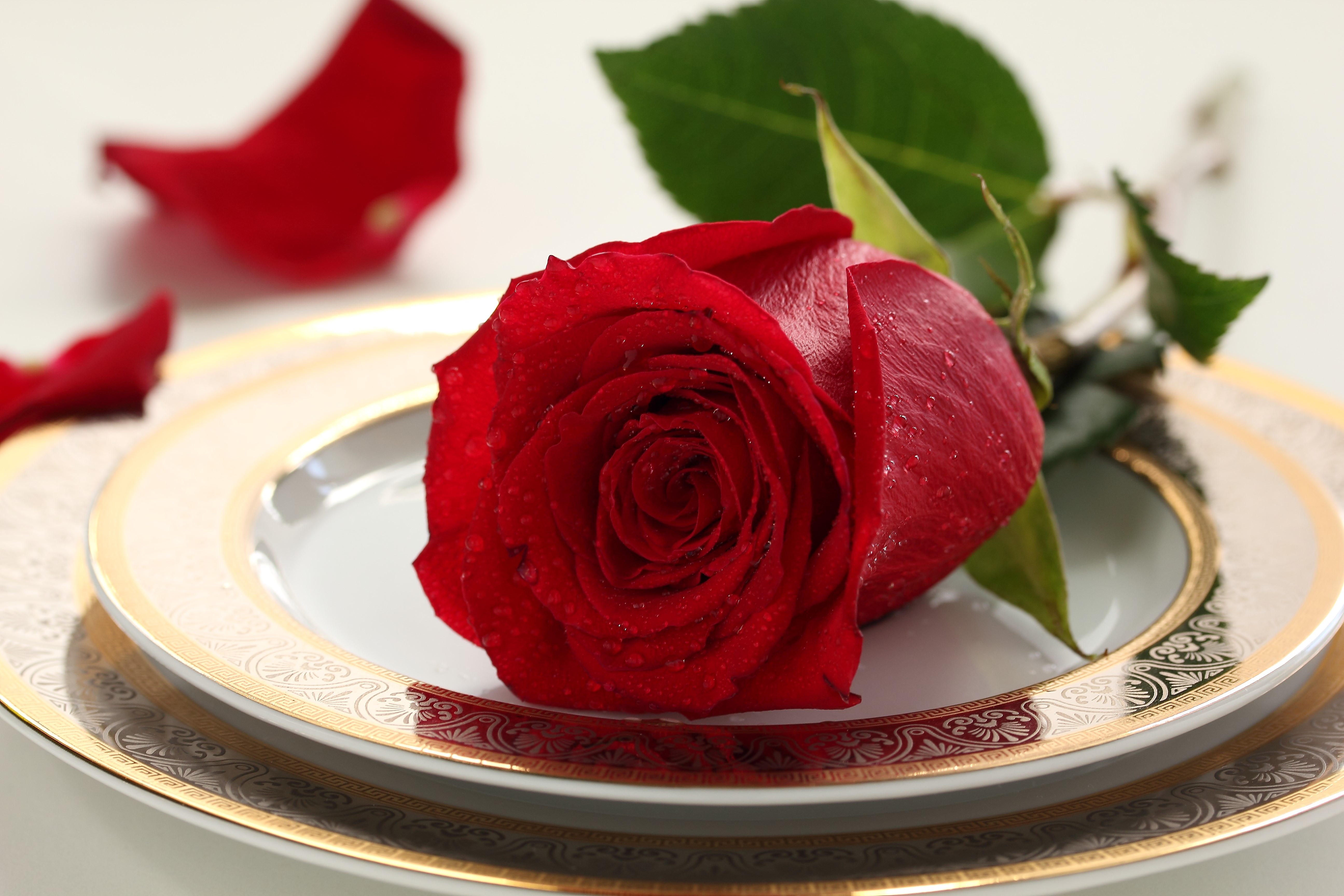 Red Rose on a Decorative Plate HD Wallpaper