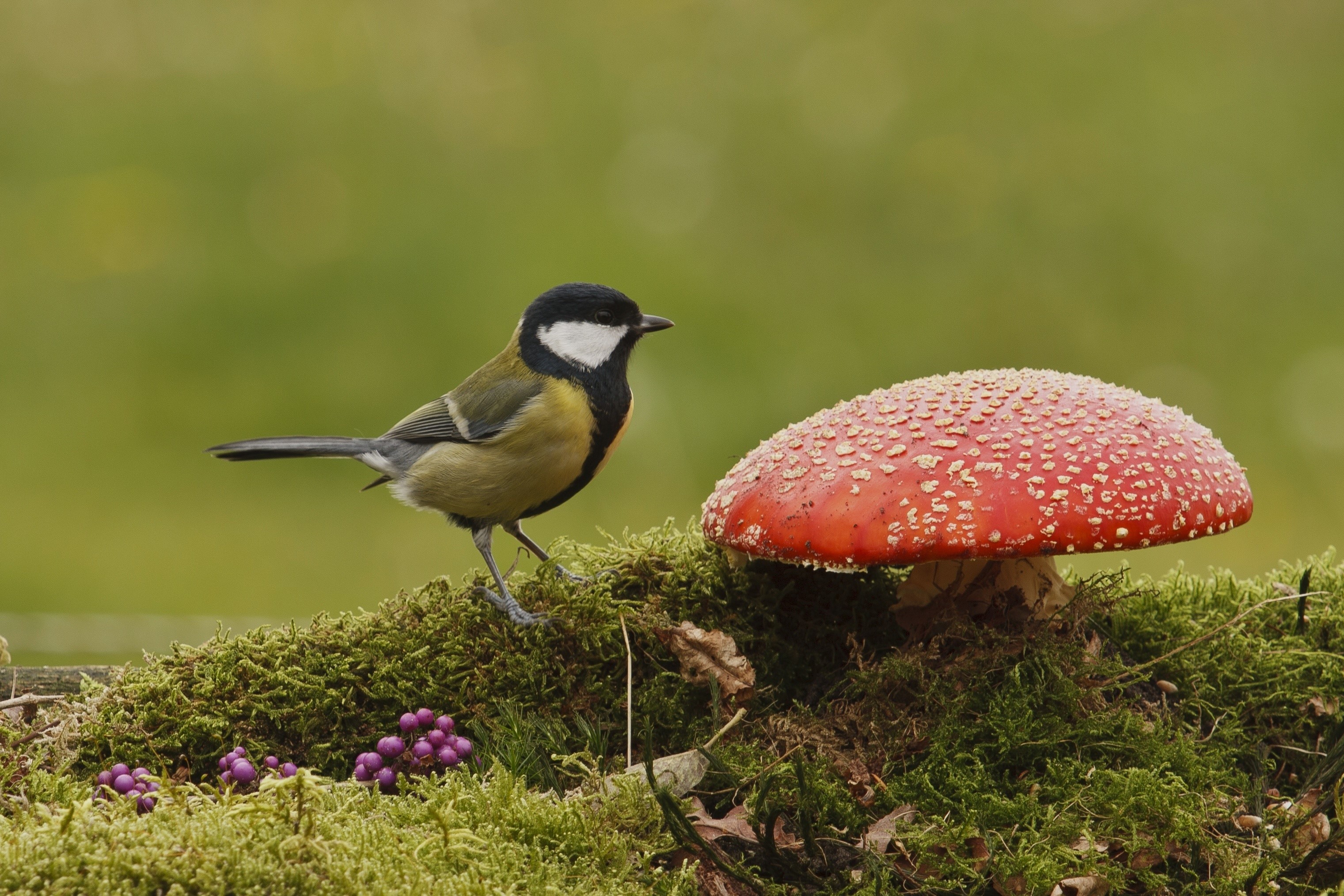 Great tit bird near a red mushroom on moss HD Wallpaper