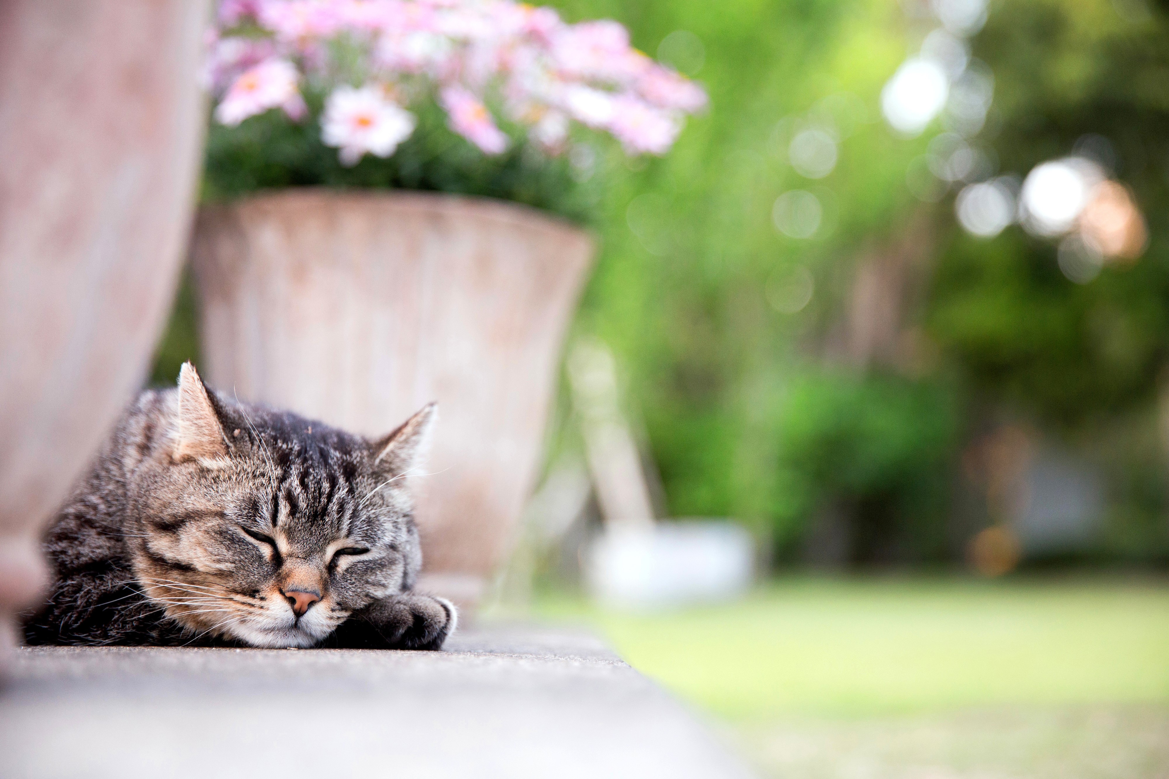 4K Cat Sleeping Outdoors HD Wallpaper