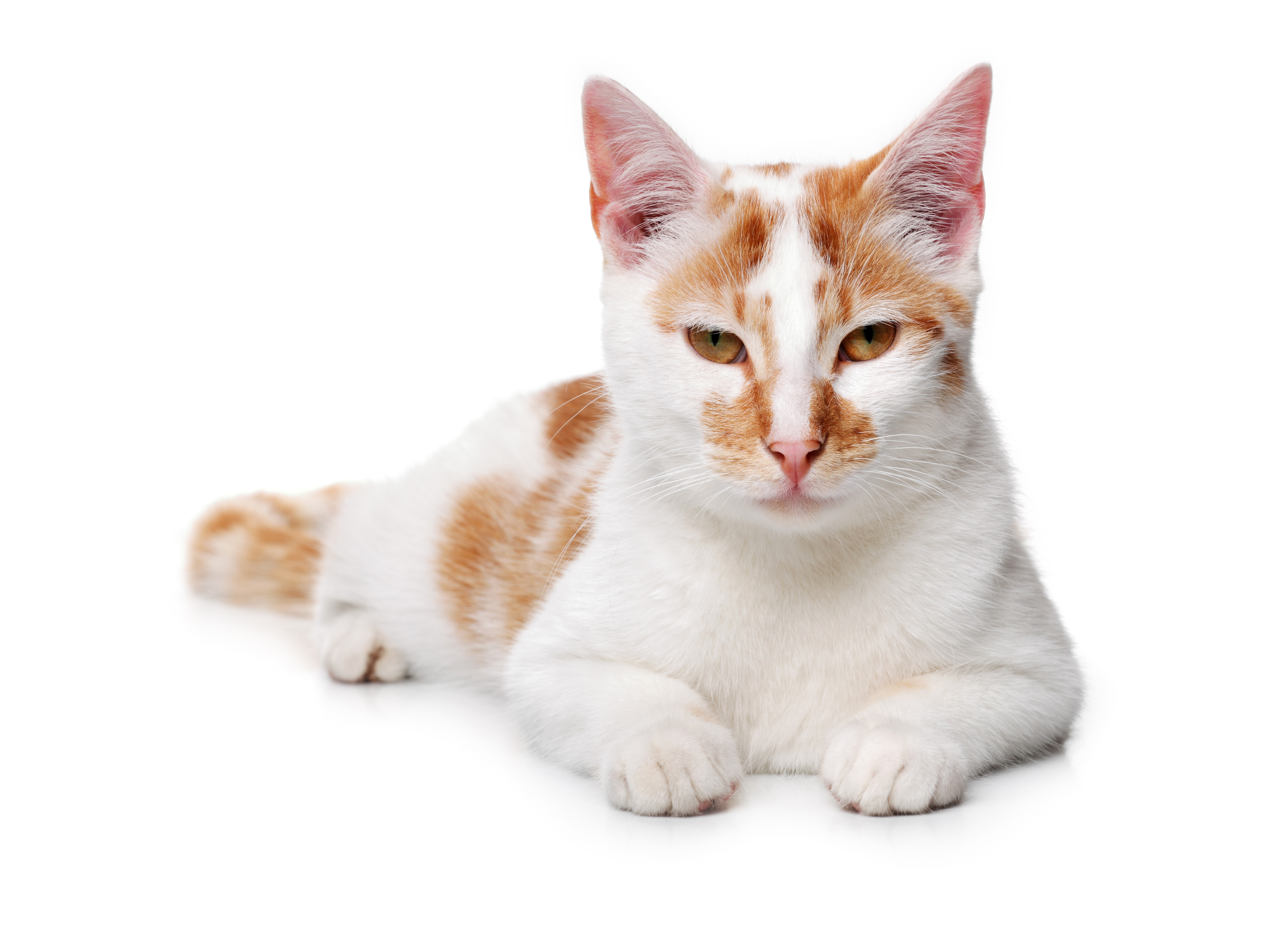 Orange and white cat lying down HD Wallpaper