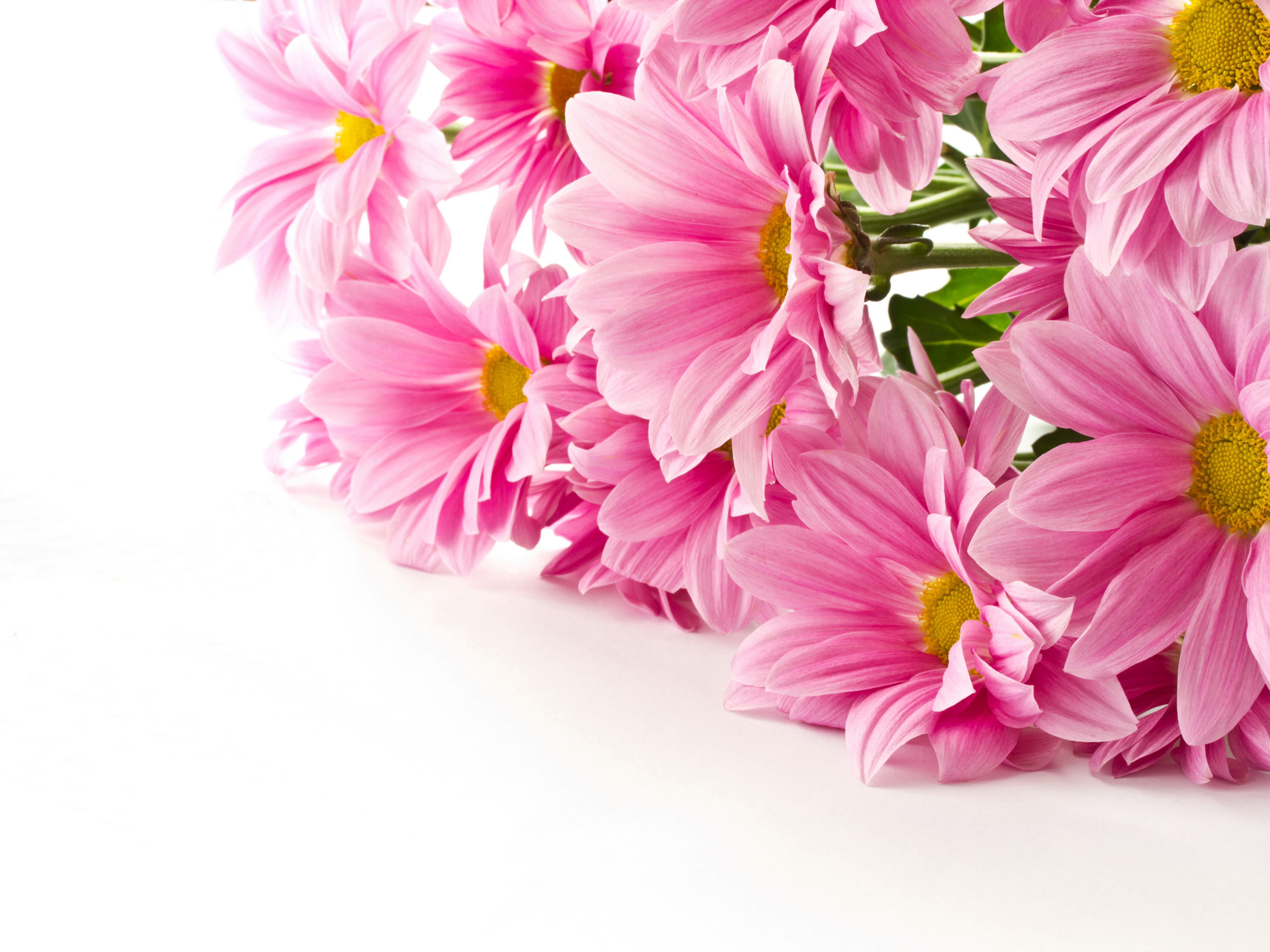 Pink Chrysanthemums Closeup HD Wallpaper