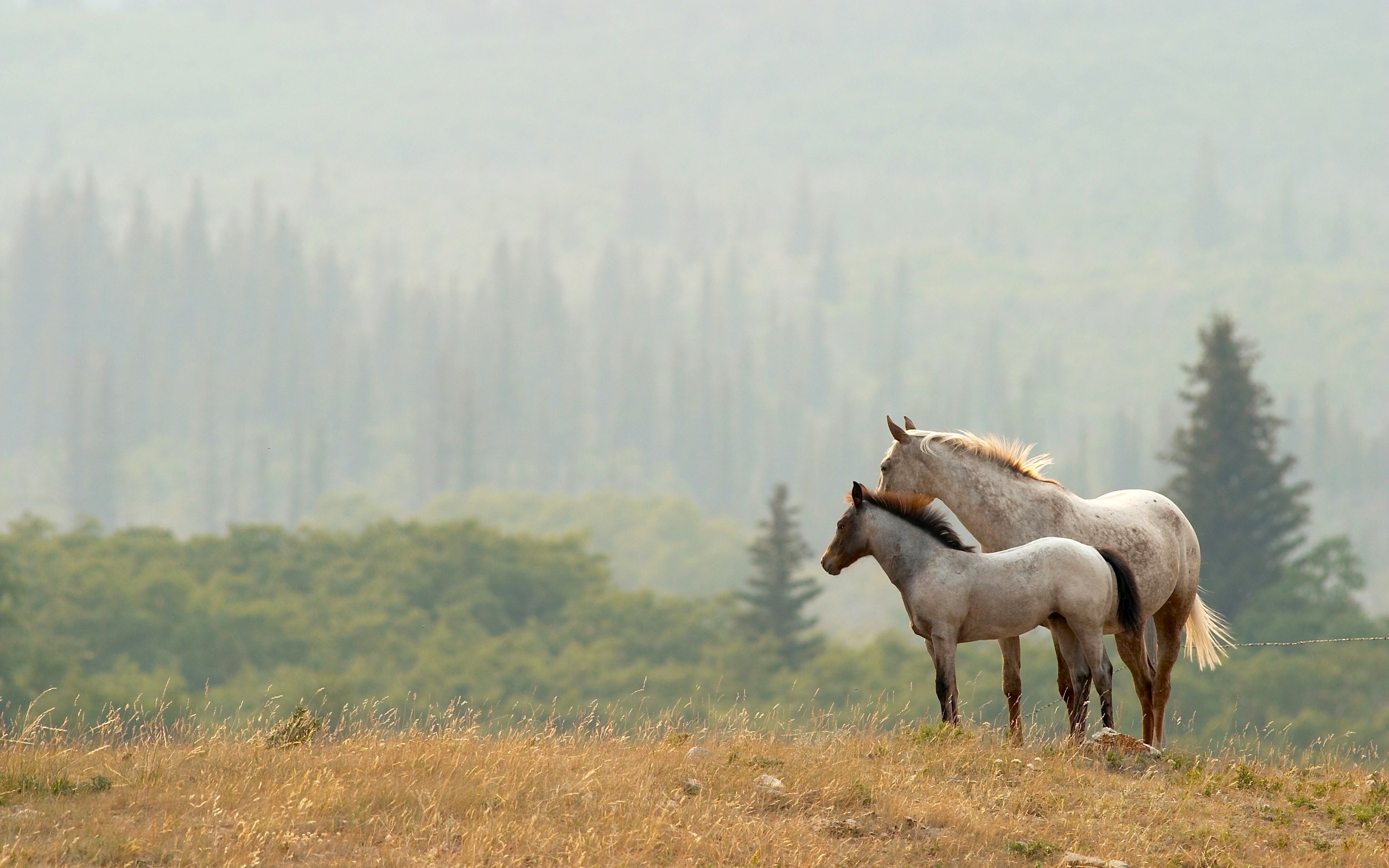 Two horses on a grassy hill with a forest background HD Wallpaper