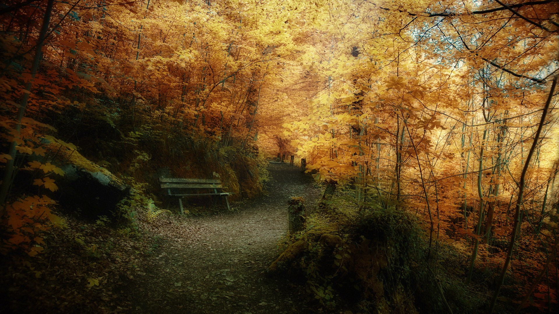 Autumn forest path with a wooden bench HD Wallpaper