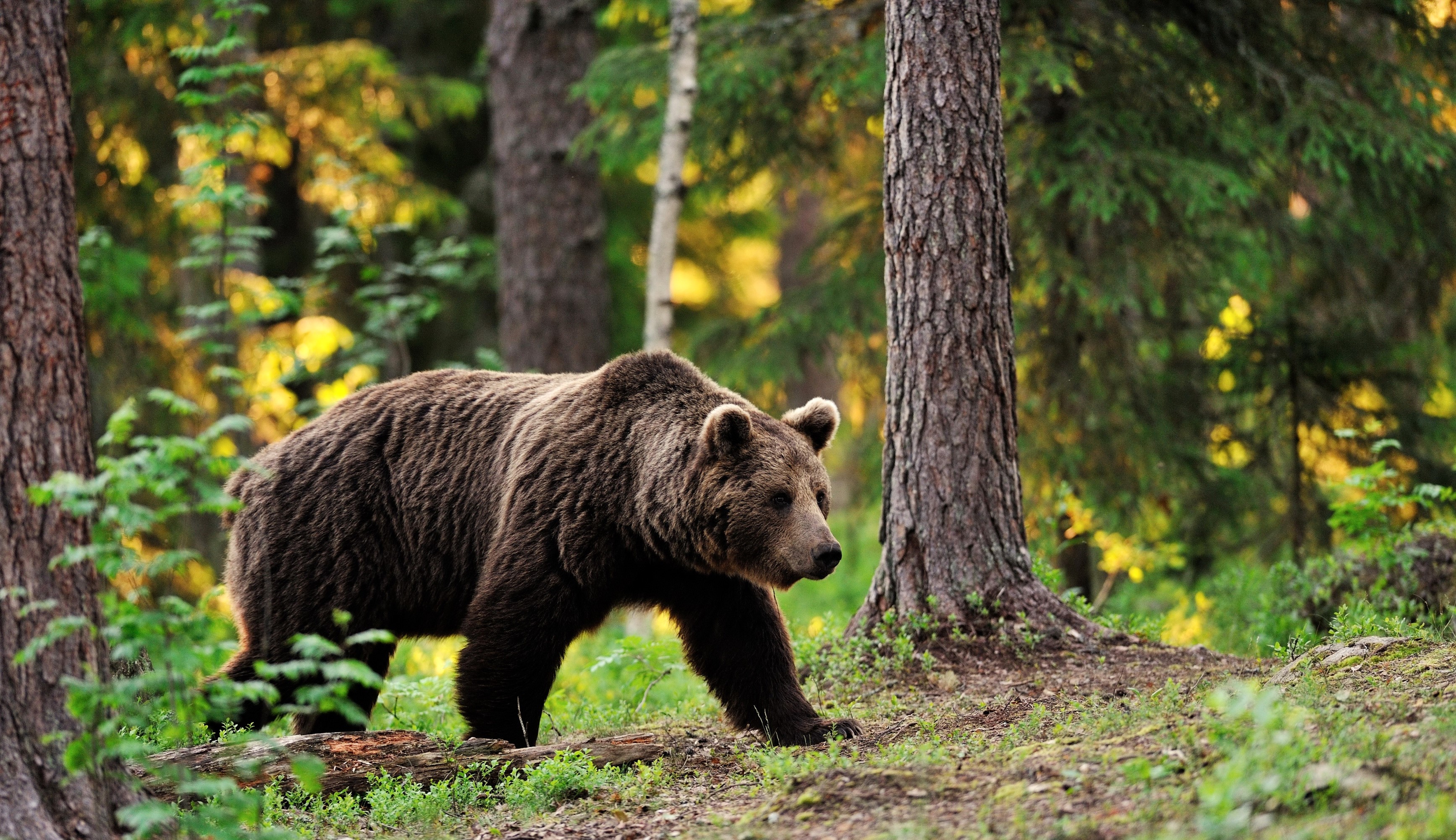 Brown Bear walking in a forest HD Wallpaper