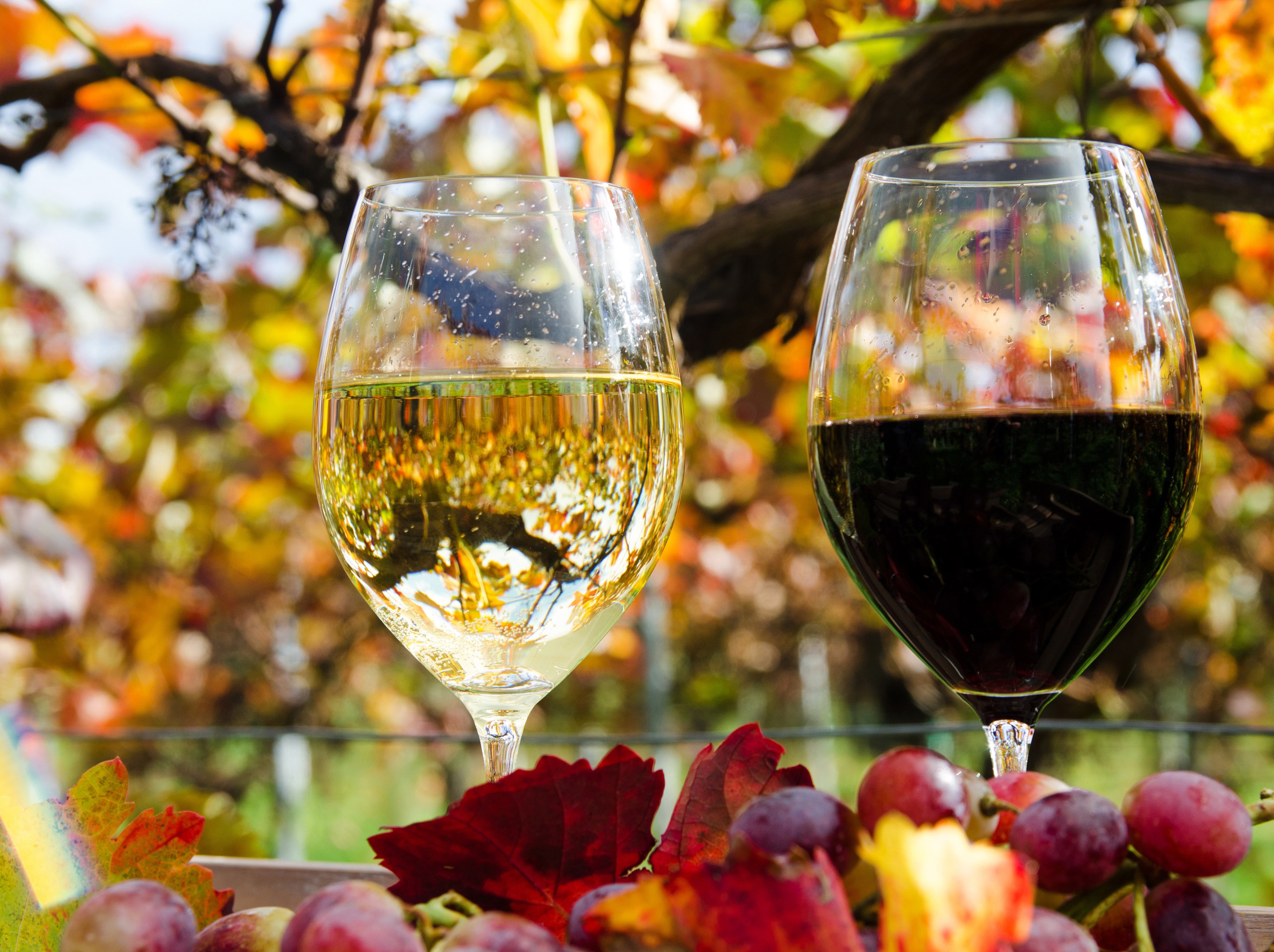 Two glasses of wine with grapes and autumn leaves HD Wallpaper