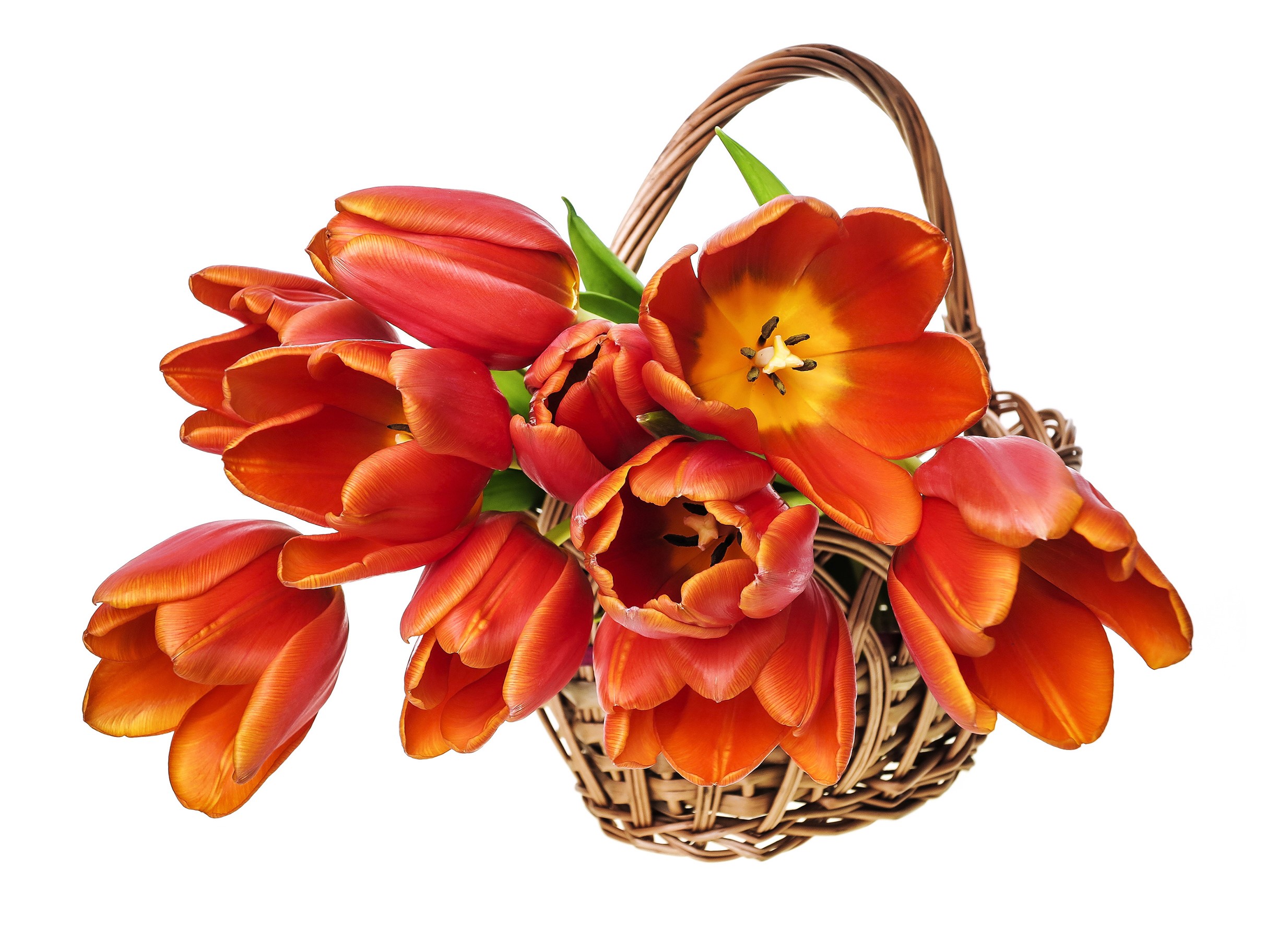 Orange tulips in a wicker basket HD Wallpaper
