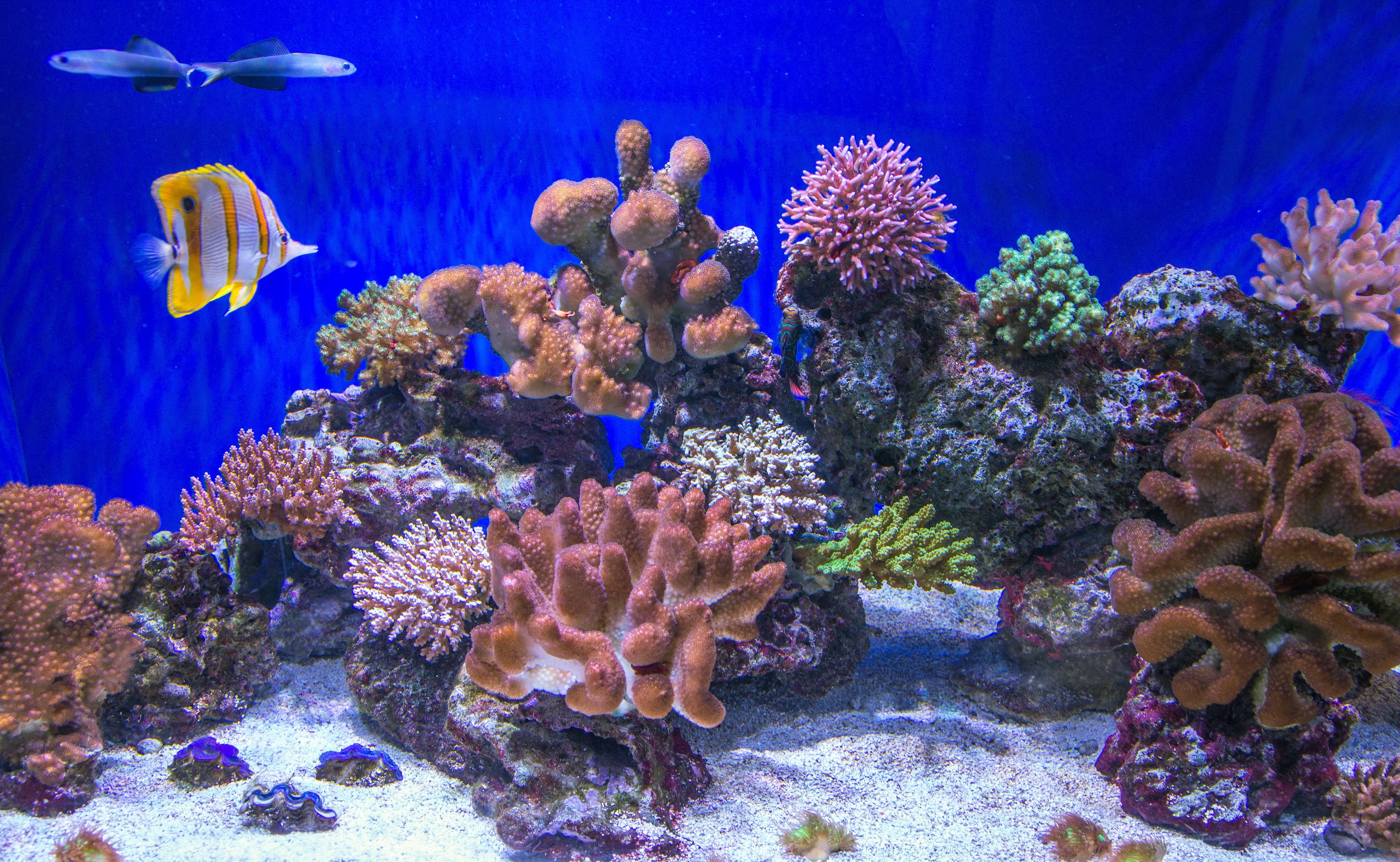 Underwater coral reef with fish HD Wallpaper