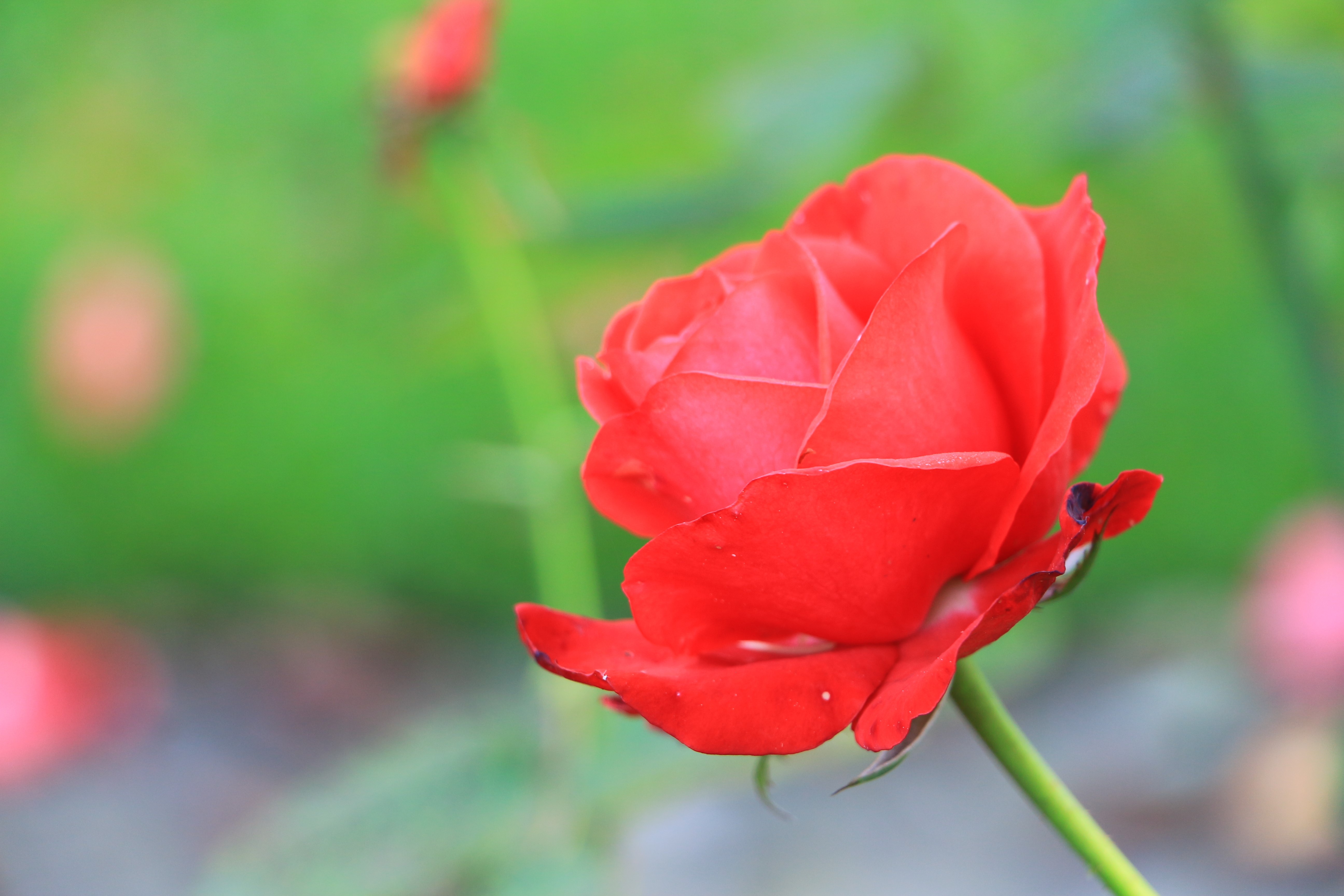 Red Rose Closeup HD Wallpaper