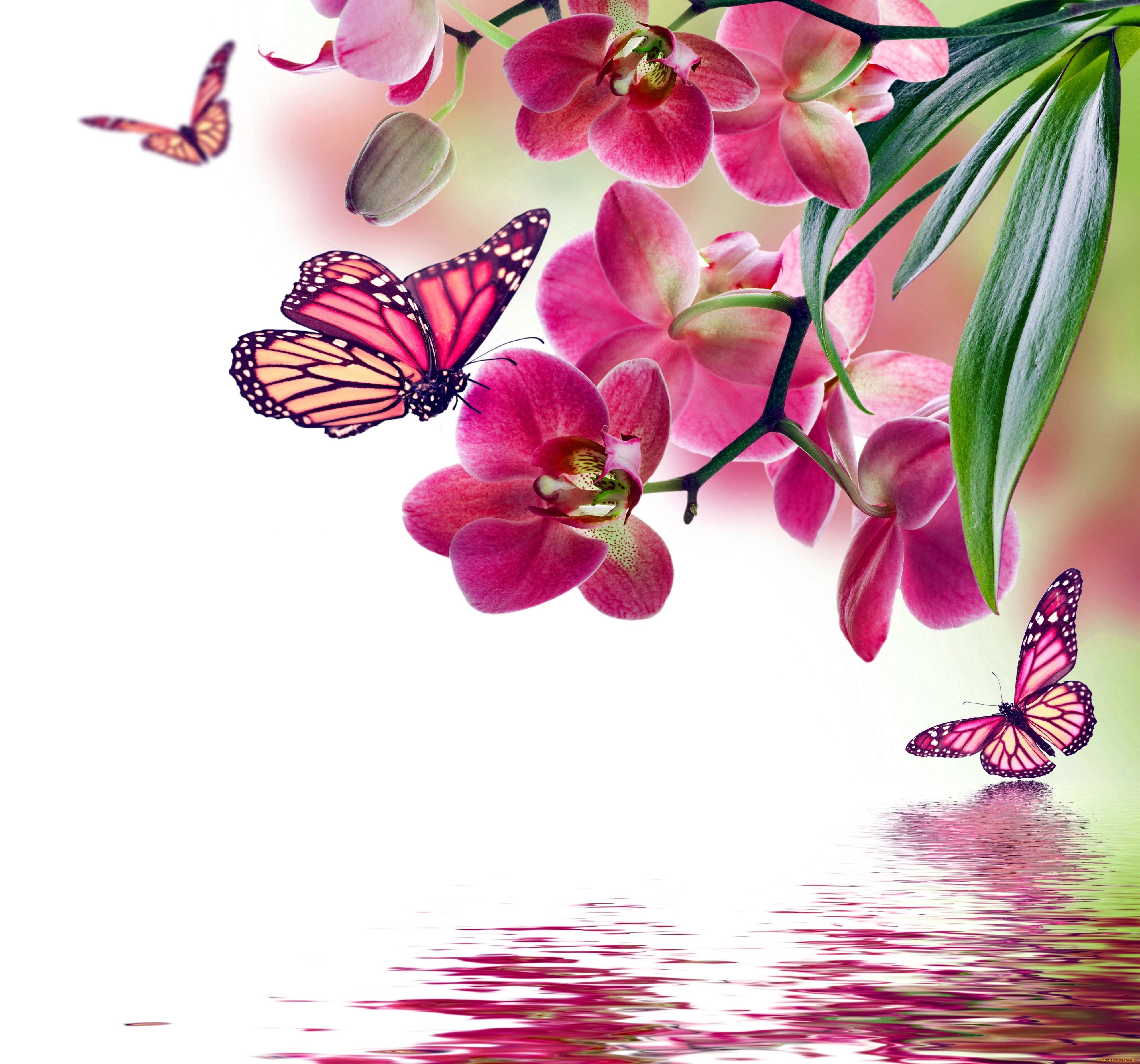 Monarch Butterflies on Pink Orchids HD Wallpaper