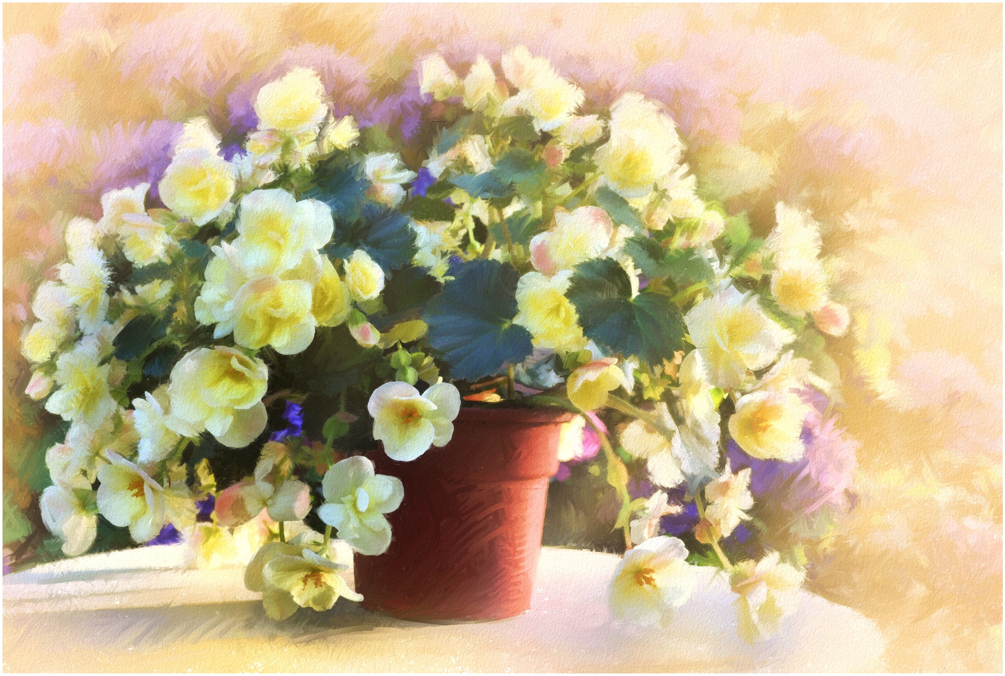 Bouquet of yellow begonias in a pot by Igor Levashov HD Wallpaper
