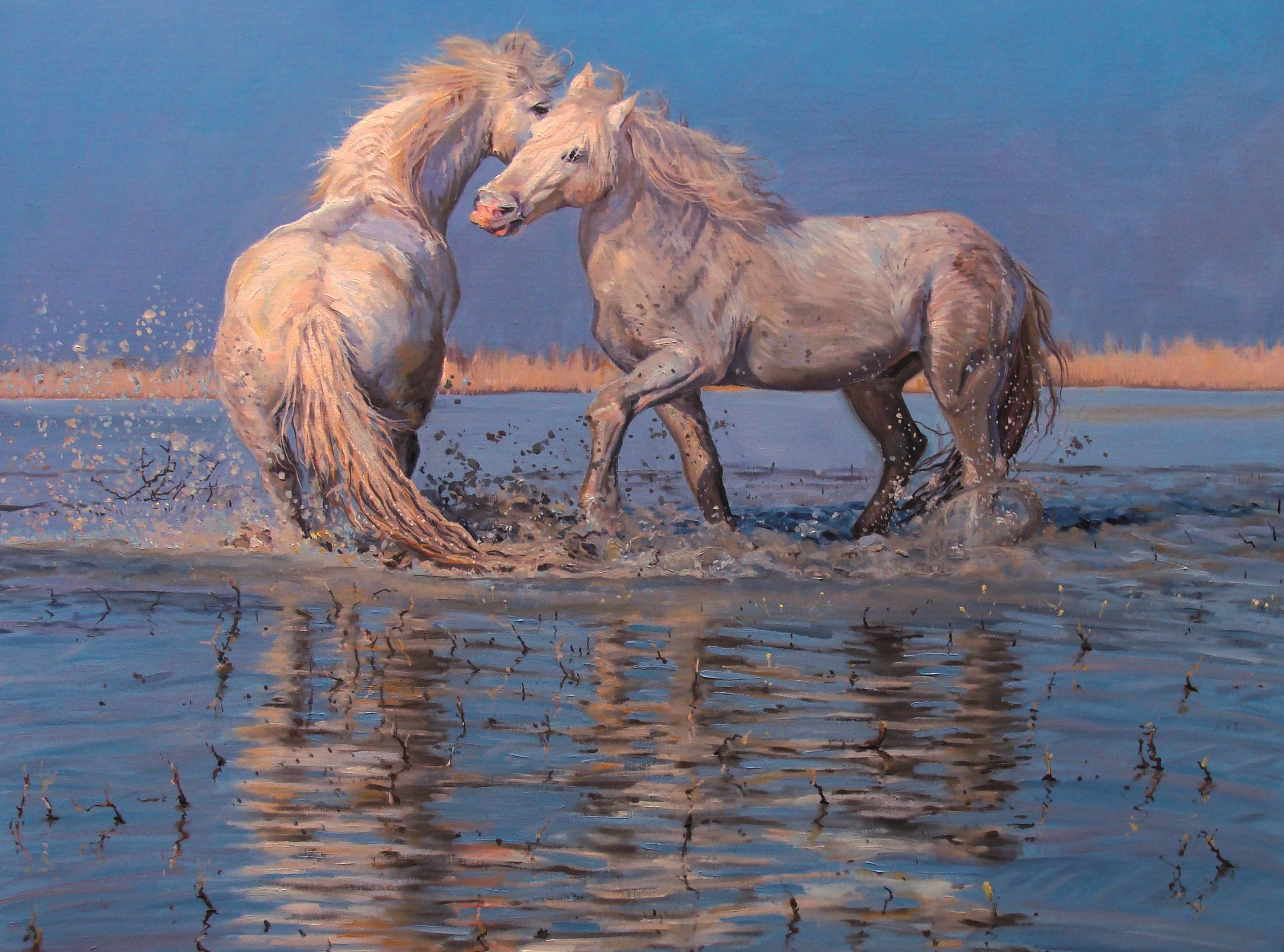 Two white horses playing in water by Eddie Goodridge HD Wallpaper
