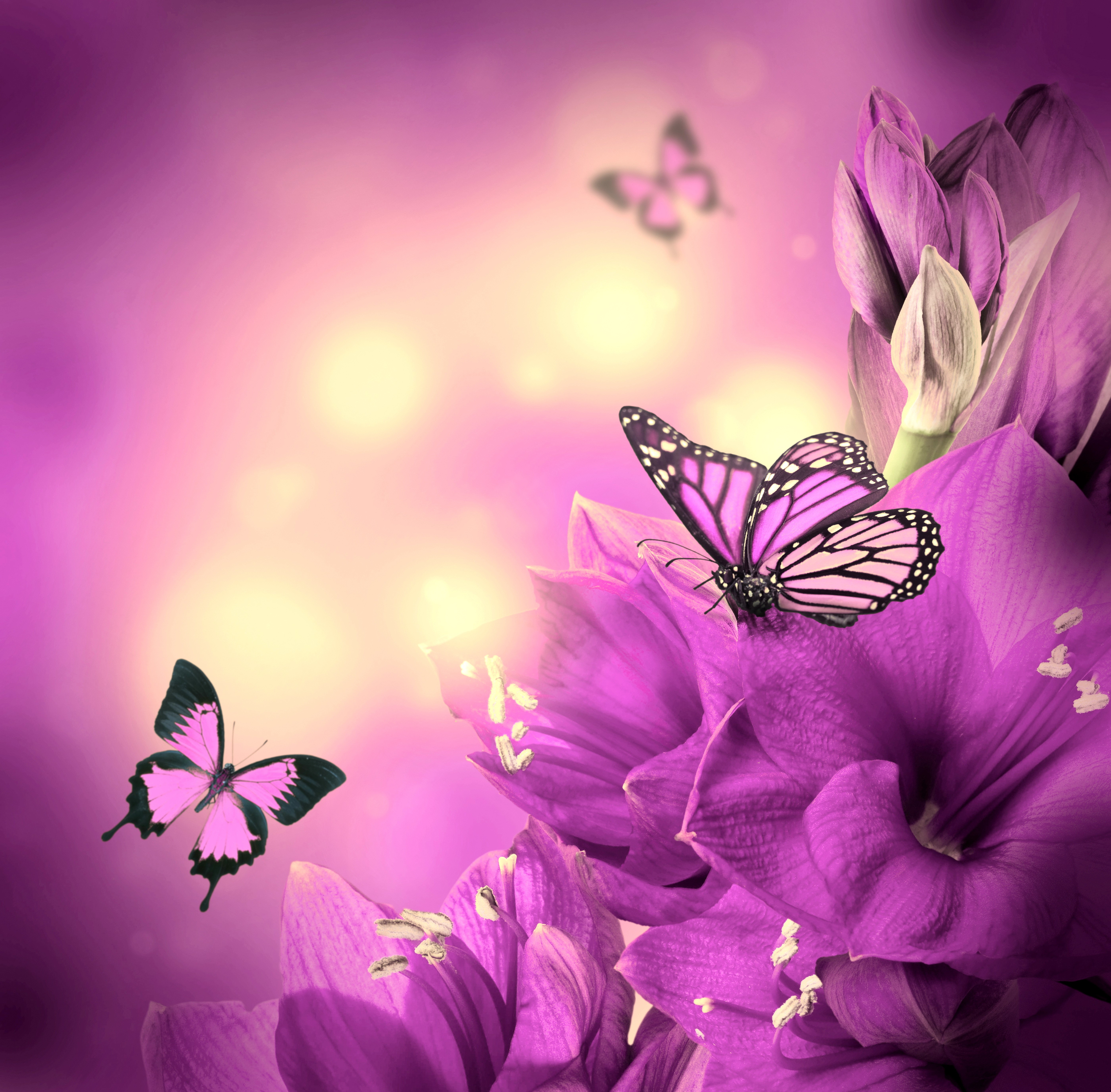 4K 5K Insects Butterflies HD Wallpaper Rare Gallery 4K 5K Insects Butterflies HD Wallpaper Rare Gallery
