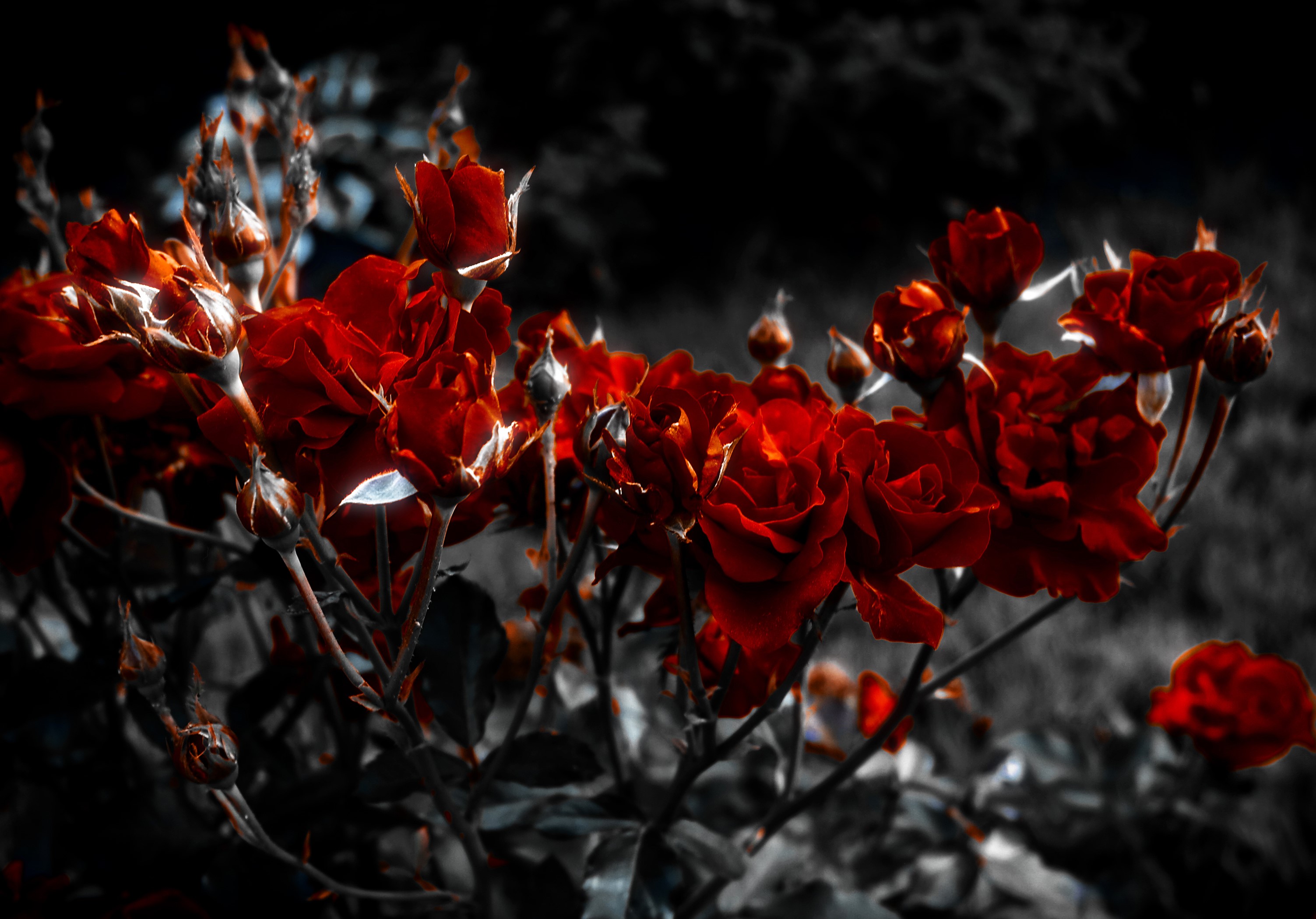 Many red roses in a garden HD Wallpaper