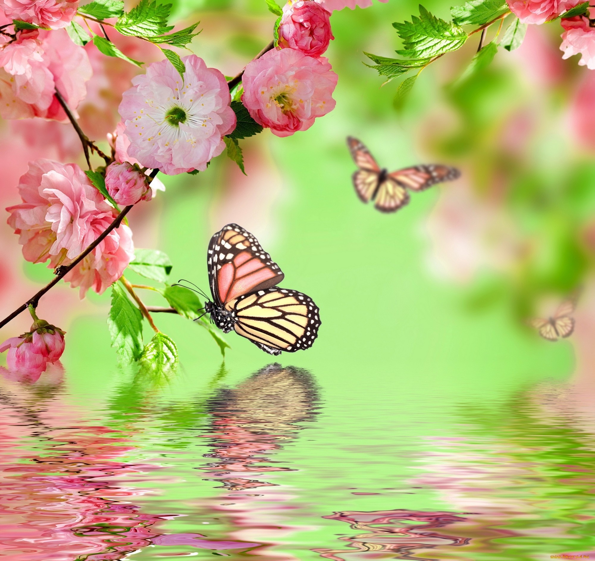 Pink flowers and butterflies reflected in water HD Wallpaper