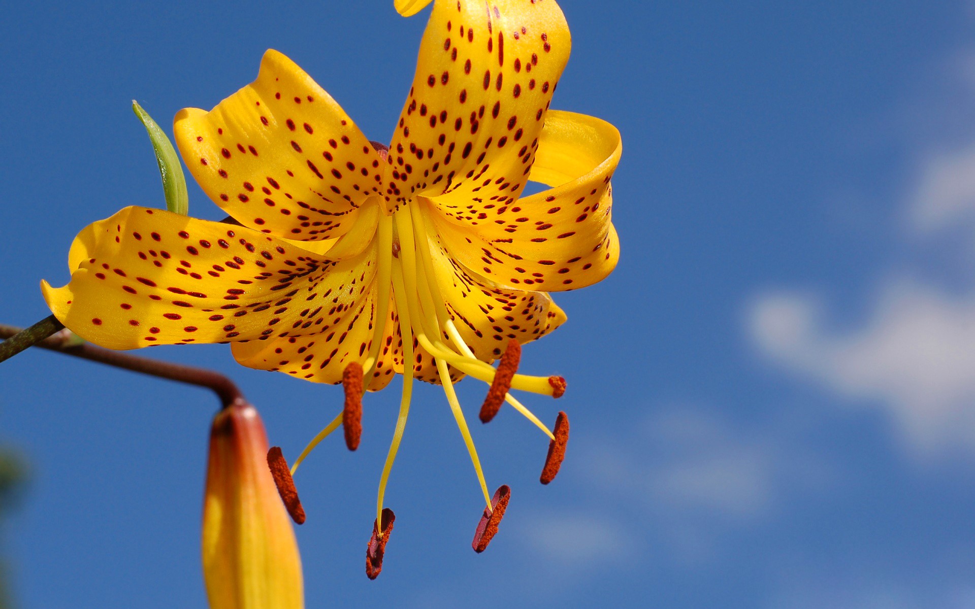 Yellow lily with red spots against blue sky HD Wallpaper