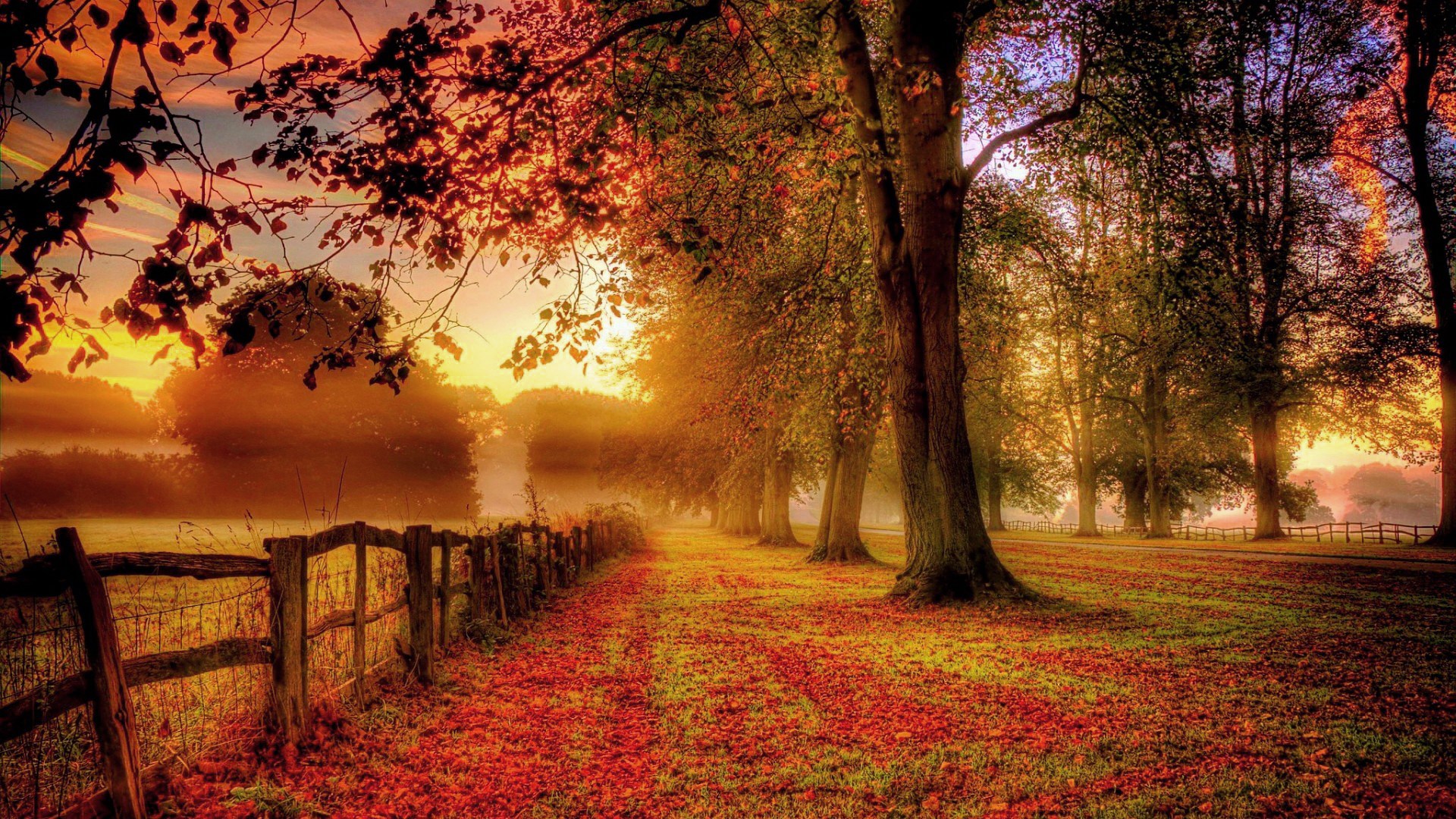 Autumn path with trees and fence at sunset HD Wallpaper