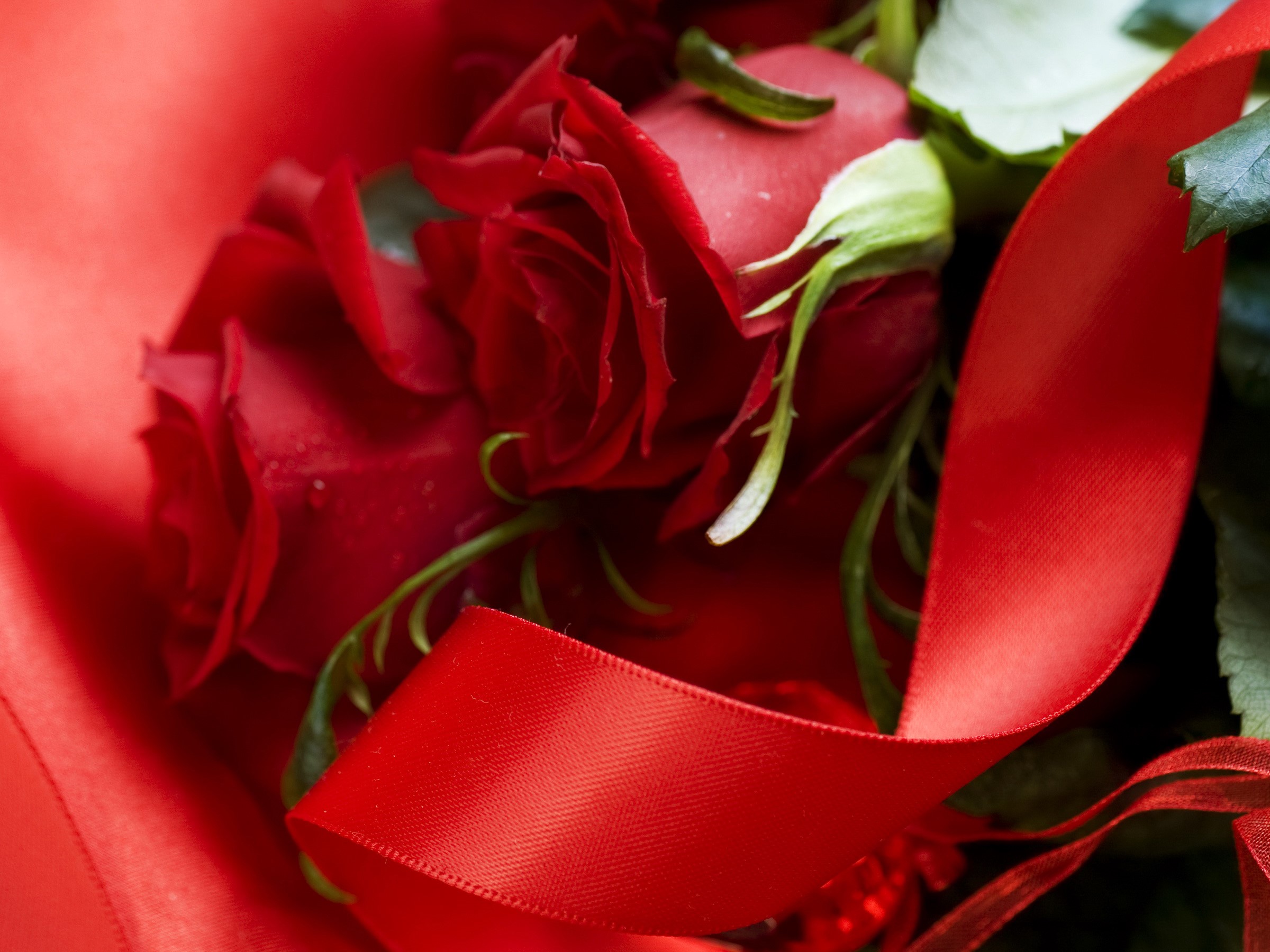 Red Roses with Red Ribbon HD Wallpaper