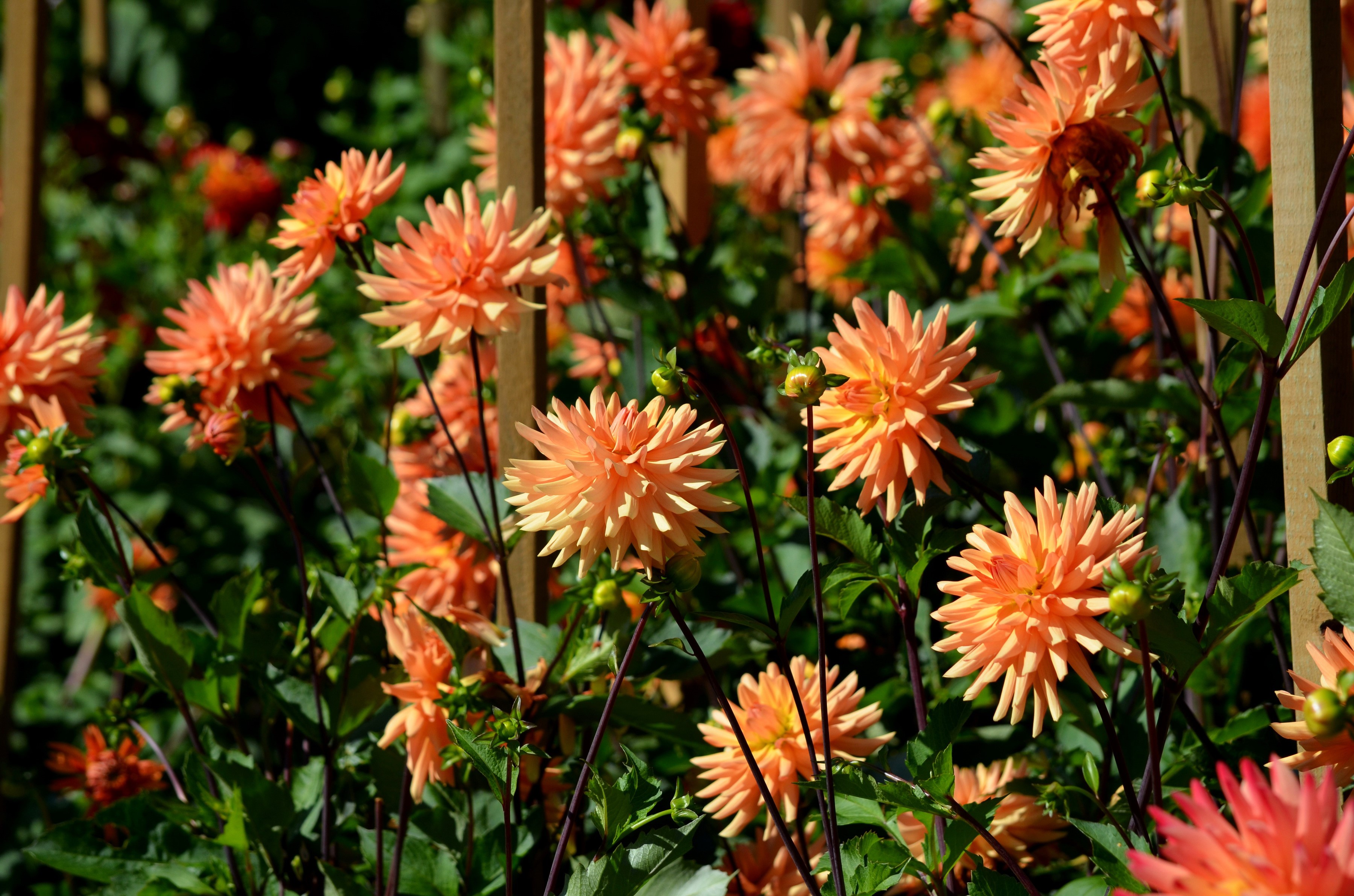 Orange Dahlias in a Garden HD Wallpaper