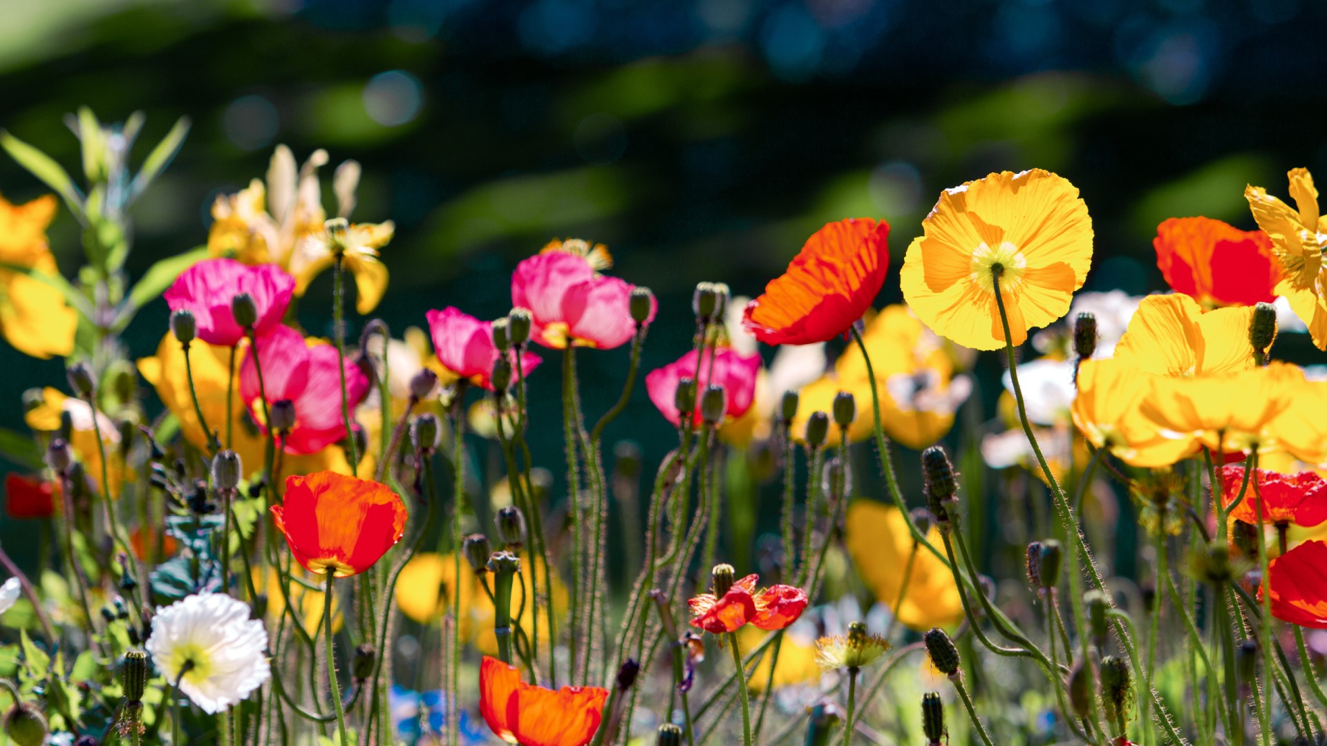 Field of colorful poppies in bloom HD Wallpaper