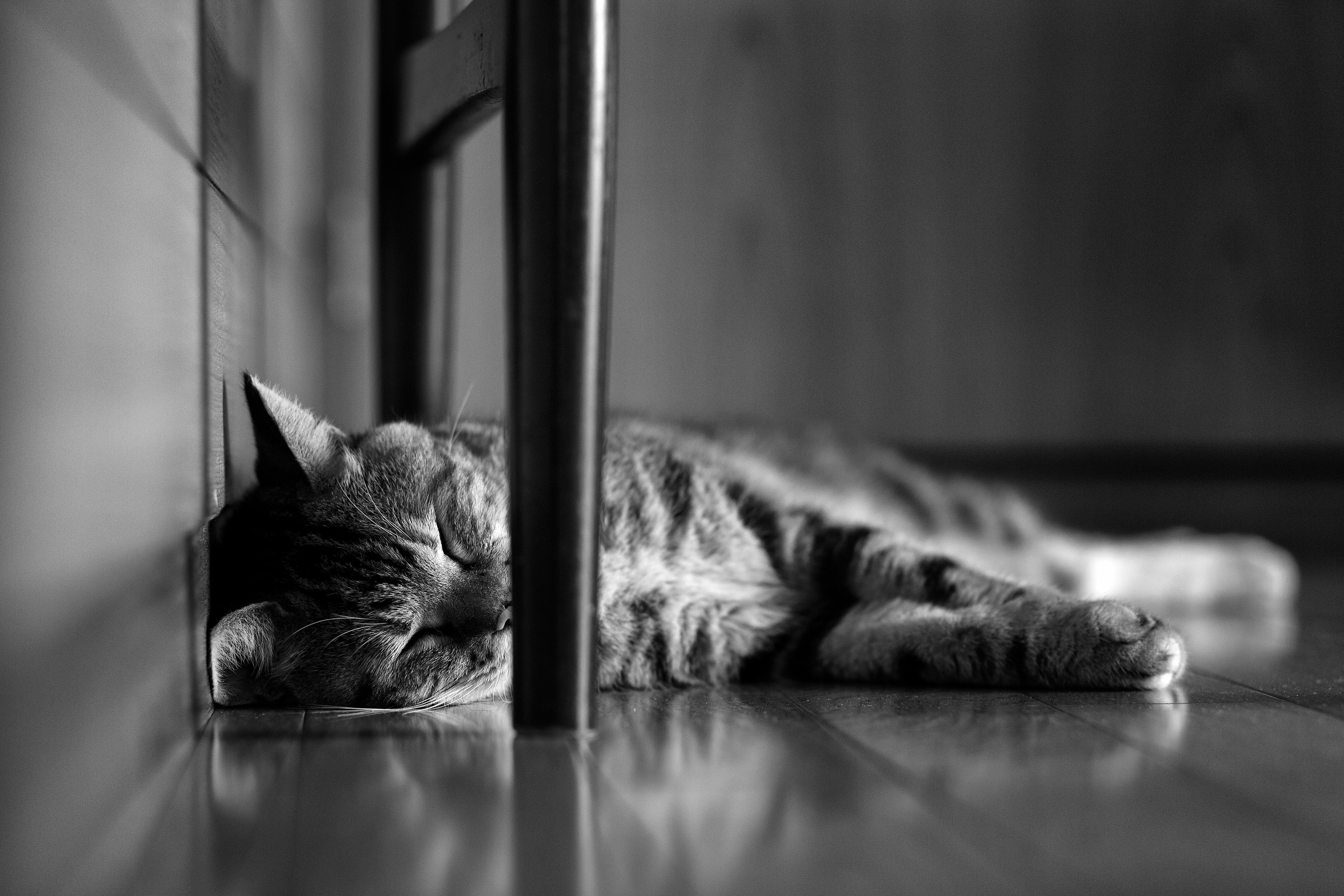 Cat sleeping on the floor HD Wallpaper