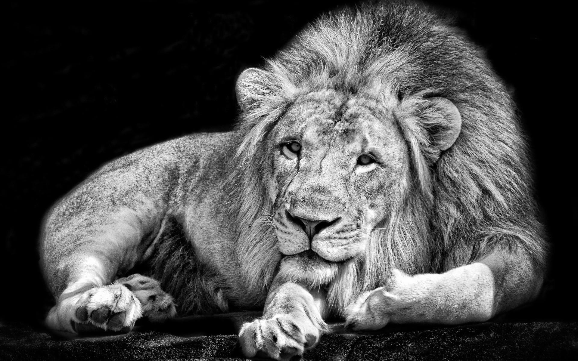 Black and white portrait of a lion HD Wallpaper