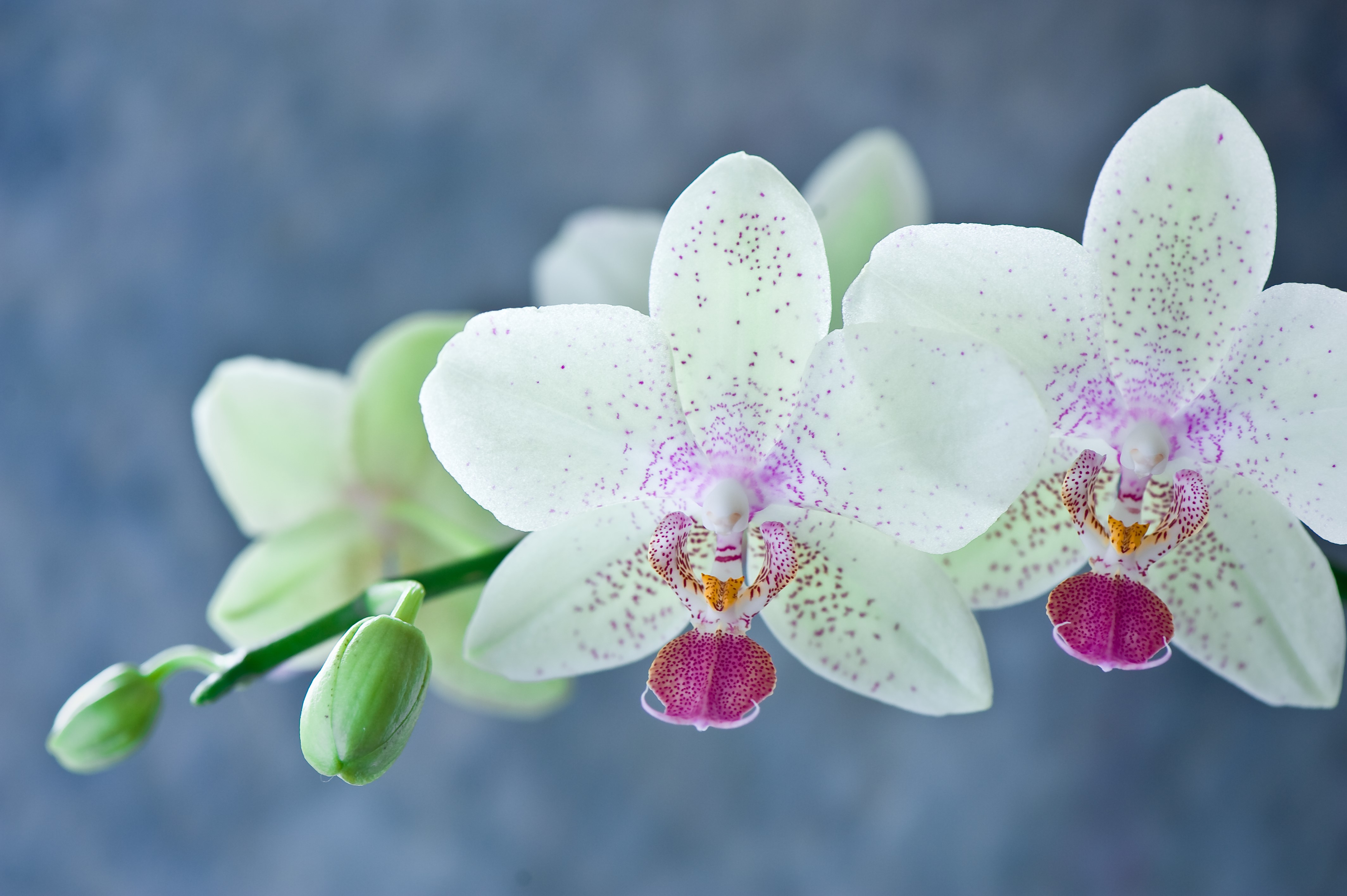 4K Orchid Closeup HD Wallpaper