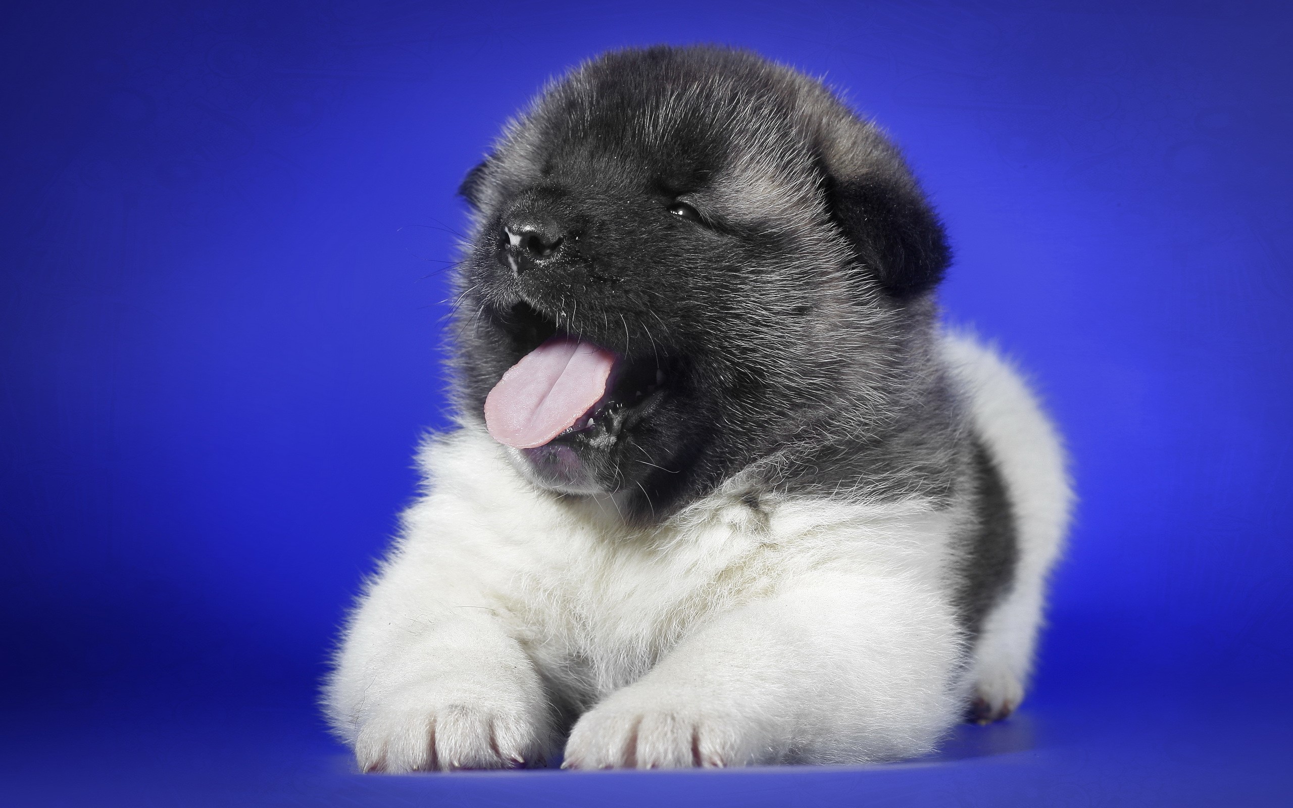 Akita Puppy Yawning on Blue Background HD Wallpaper