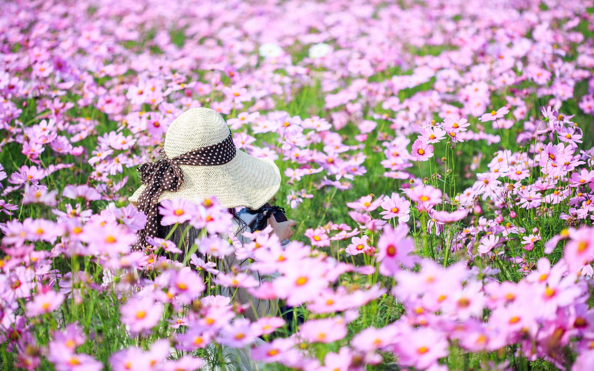 Woman in a hat in a field of pink flowers HD Wallpaper