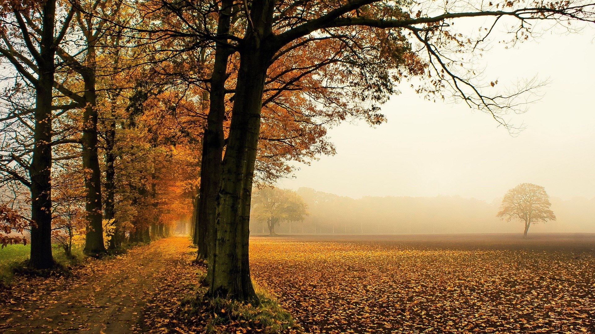 Autumn path lined with trees and fallen leaves HD Wallpaper
