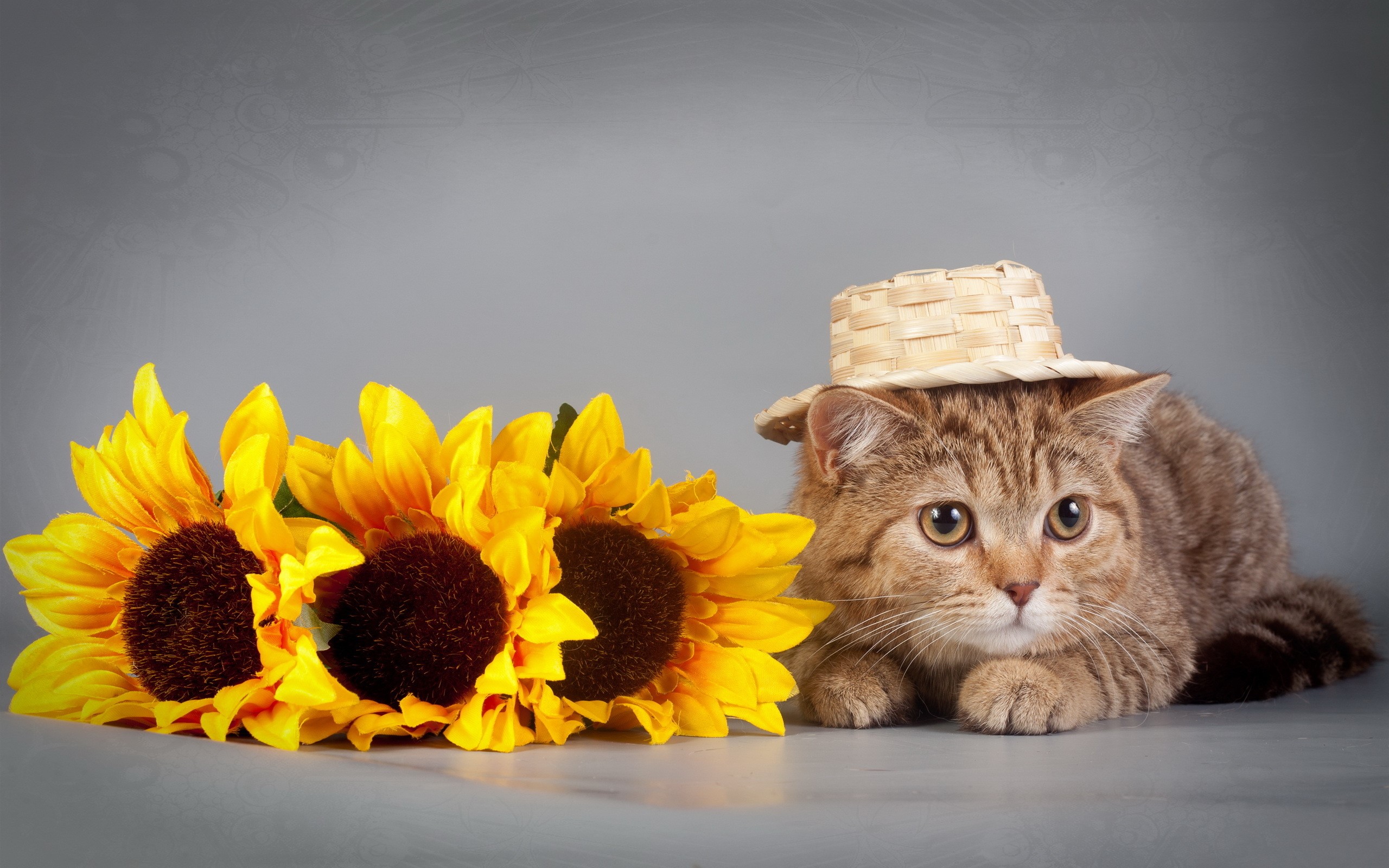 Cat wearing a straw hat with sunflowers HD Wallpaper