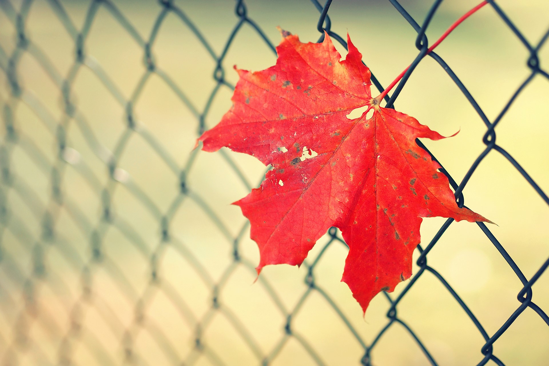 Red Maple Leaf on Chain Link Fence HD Wallpaper