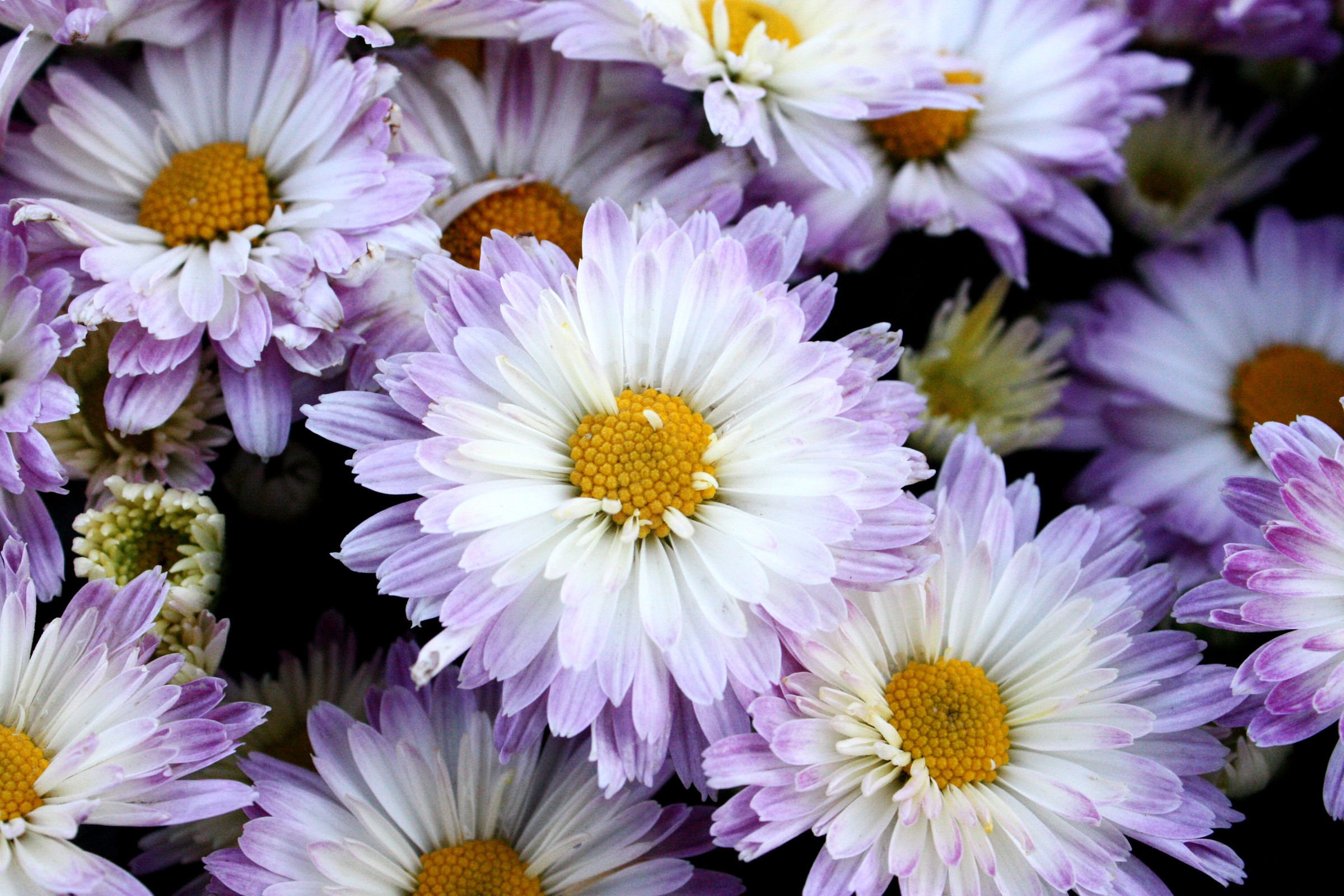 Chrysanthemums closeup HD Wallpaper