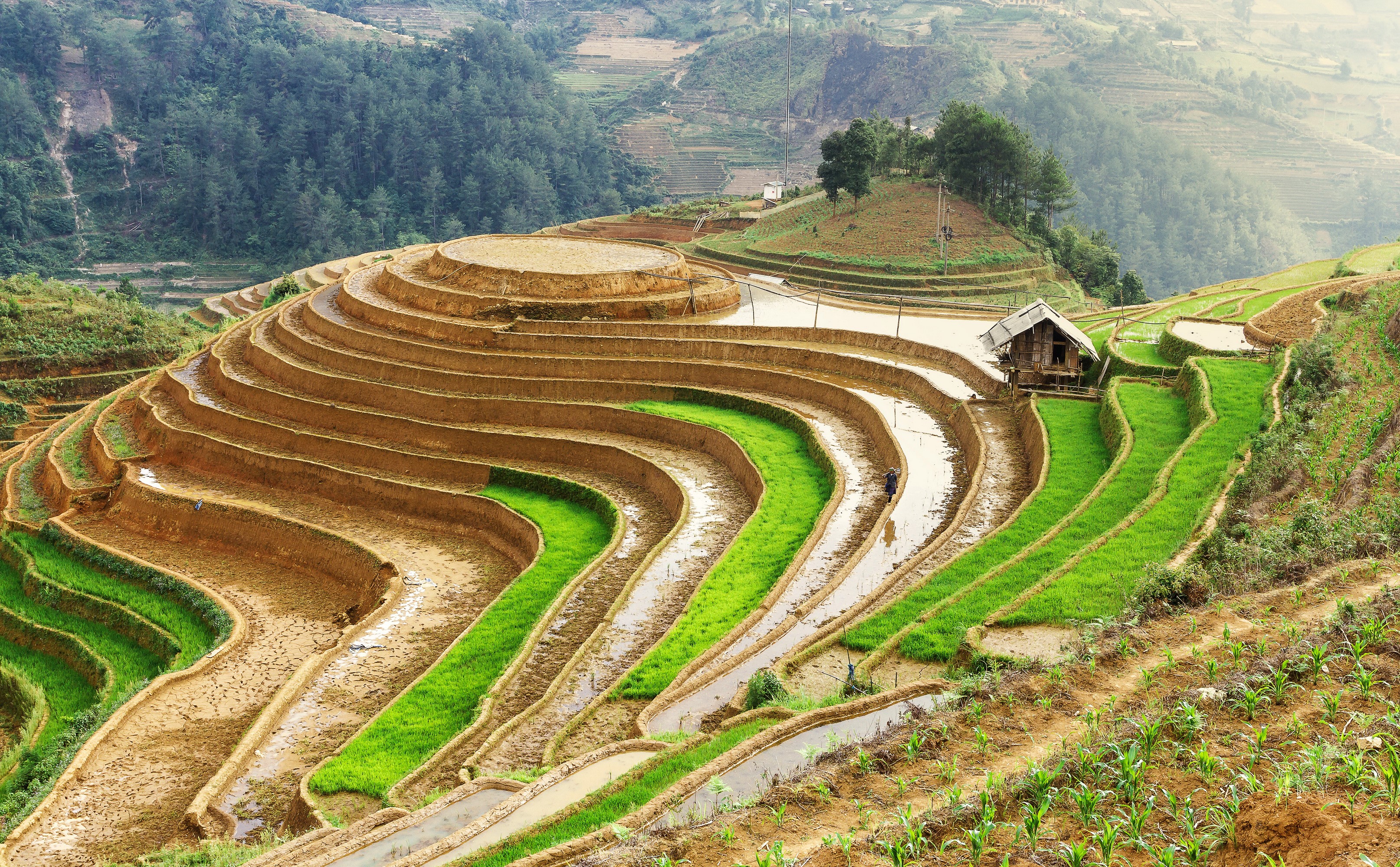 Terraced Rice Fields in a Mountainous Region HD Wallpaper