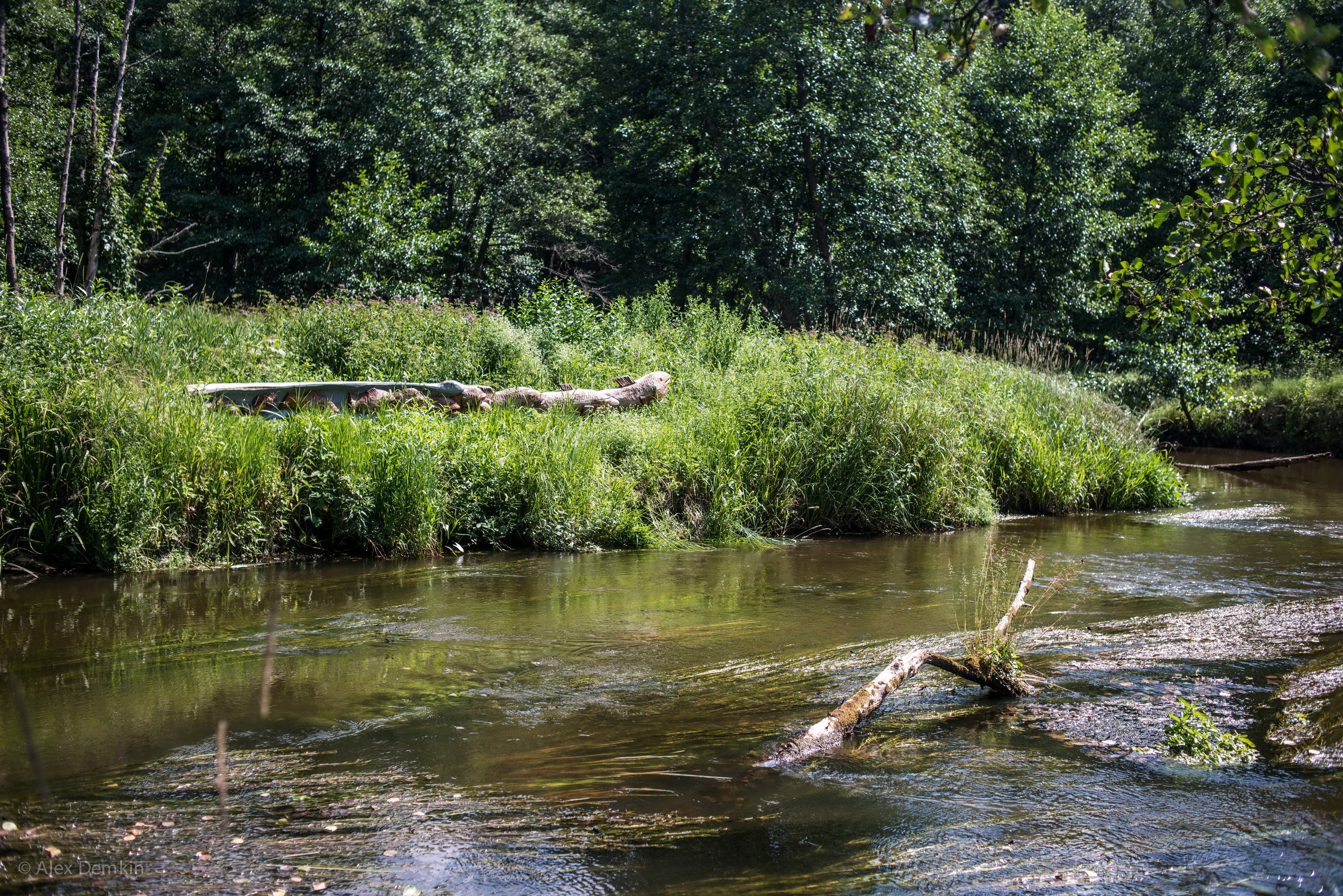 River flowing through a forest in Belarus HD Wallpaper