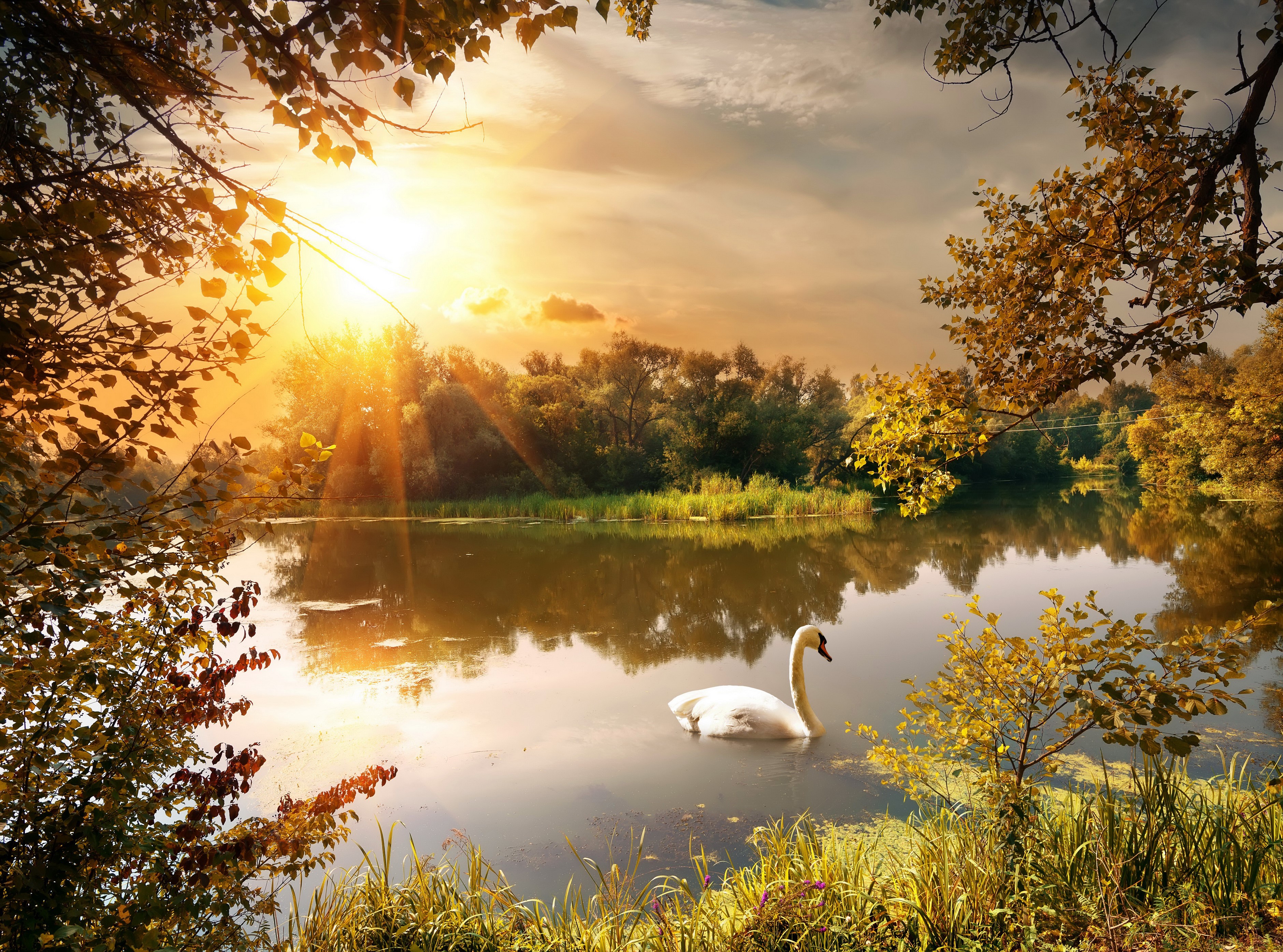 Swan on a lake during autumn sunset HD Wallpaper