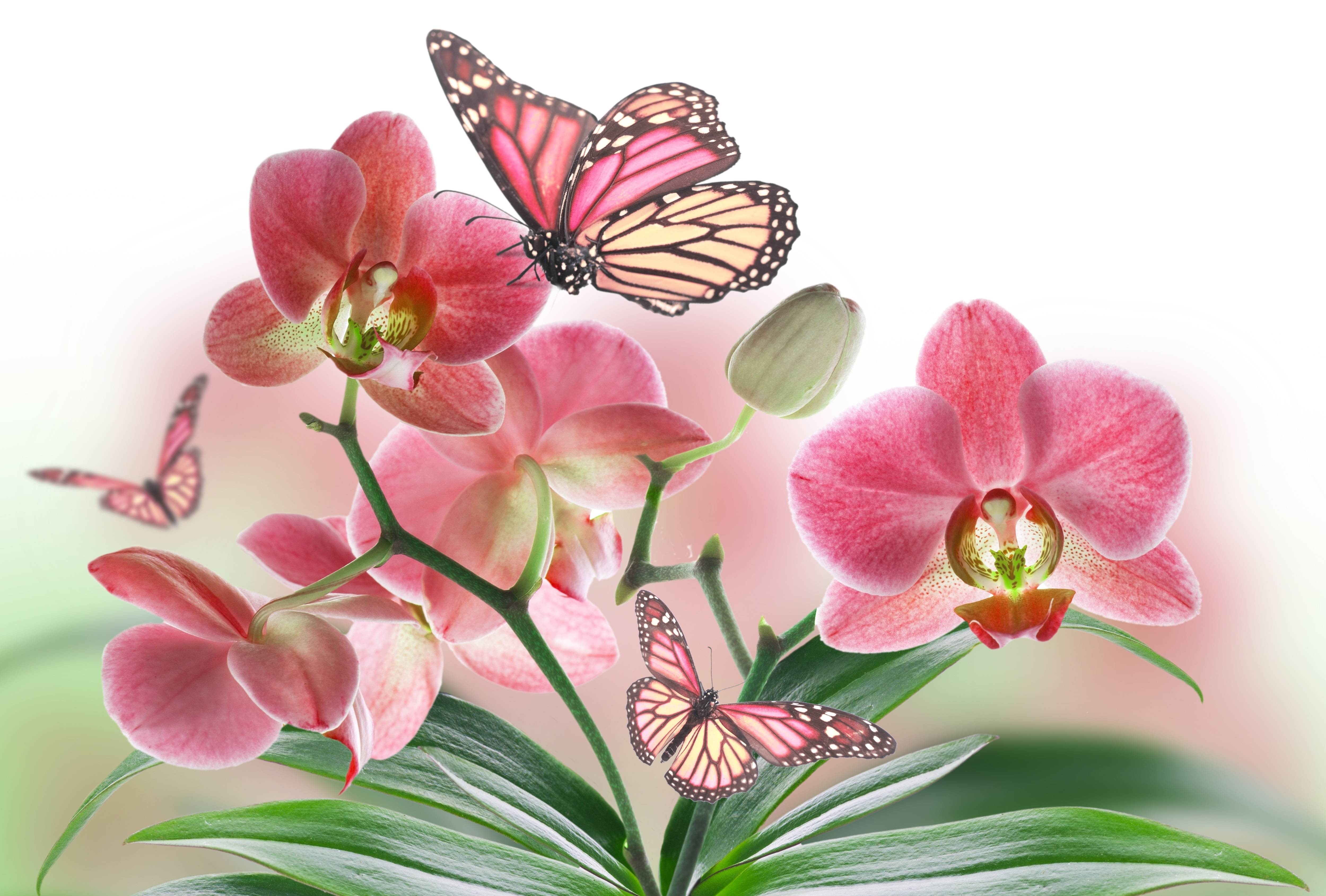 Pink Orchids with Butterflies HD Wallpaper