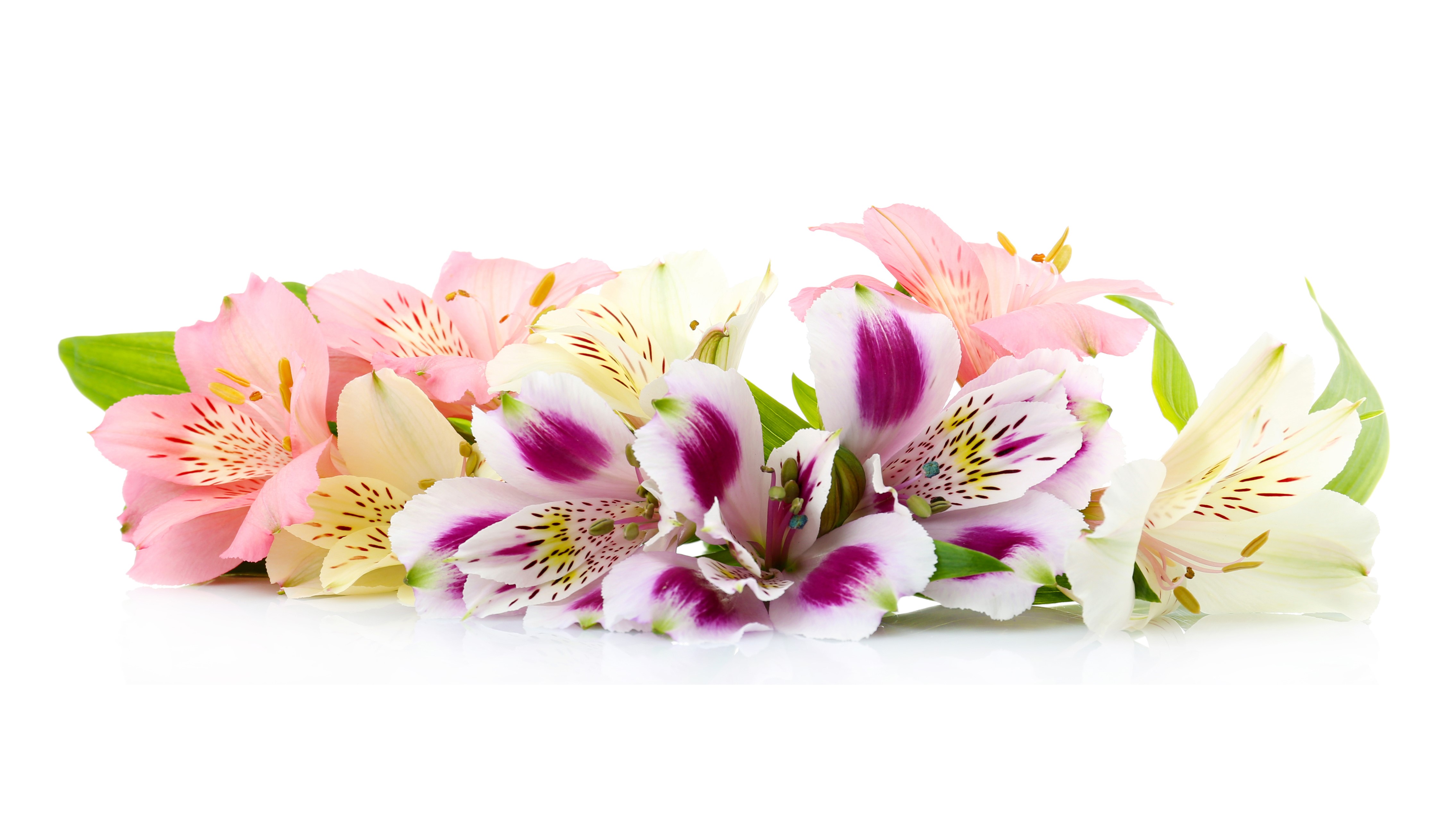 Alstroemeria flowers in pink, white, and purple HD Wallpaper